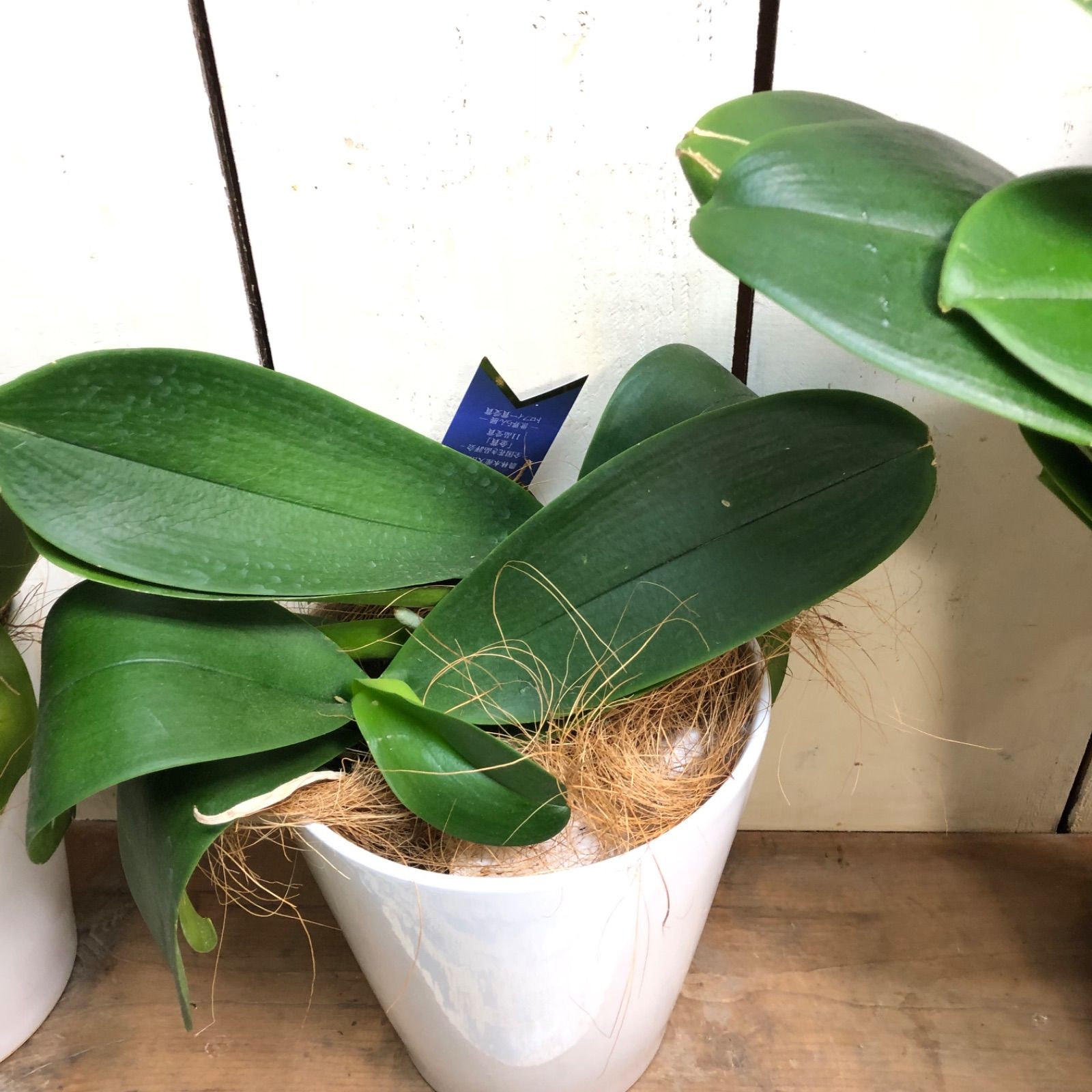 胡蝶蘭苗鉢なし7株セット来季用 - メルカリ