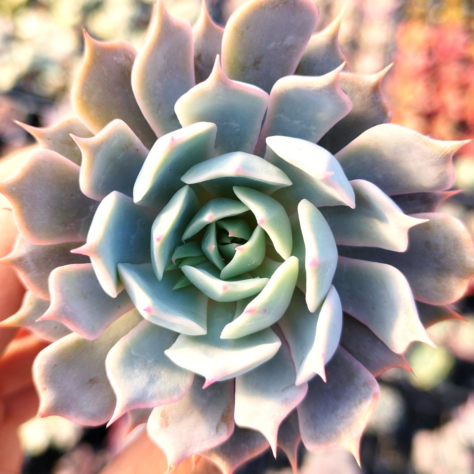 多肉植物 エケベリア ローラ✕ピンクザラゴーサ 実生 抜き苗 - メルカリ