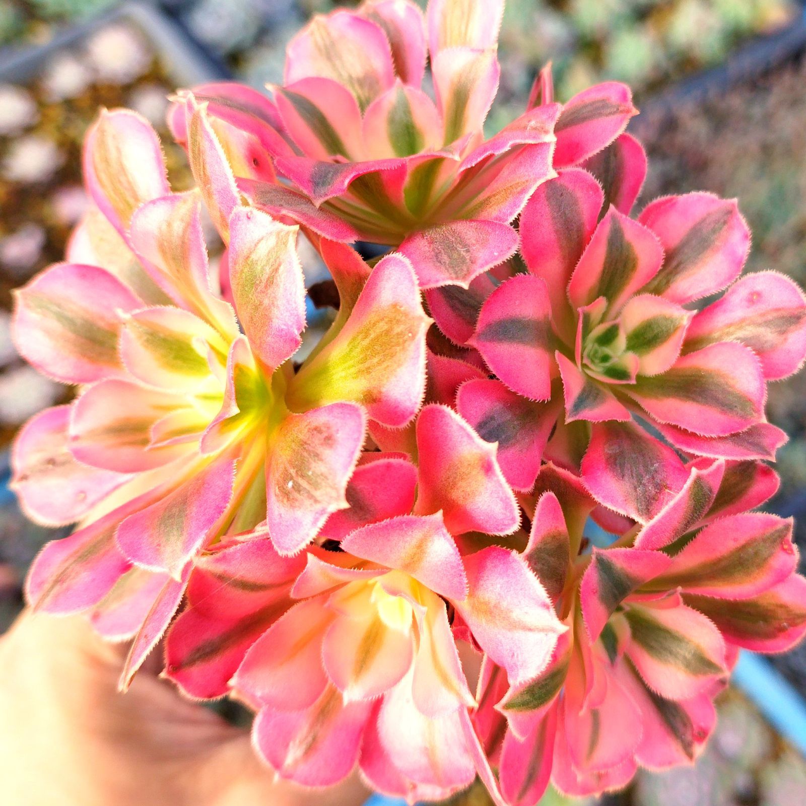 多肉植物 アエオニウム ピンクウィッチ 抜き苗 - メルカリ