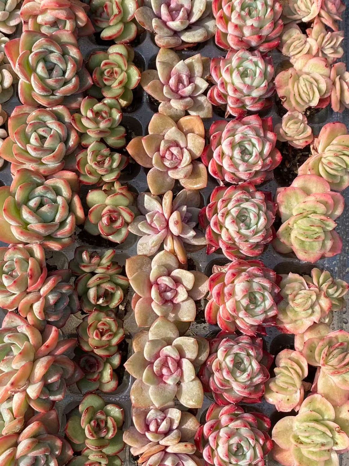 本日限定セール【15種類の土と根付き105苗セット】多肉植物の大満足