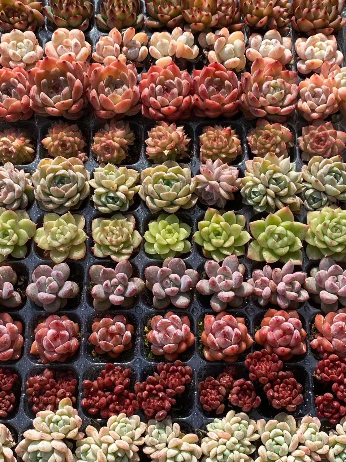 本日限定セール【15種類の土と根付き105苗セット】多肉植物の大満足