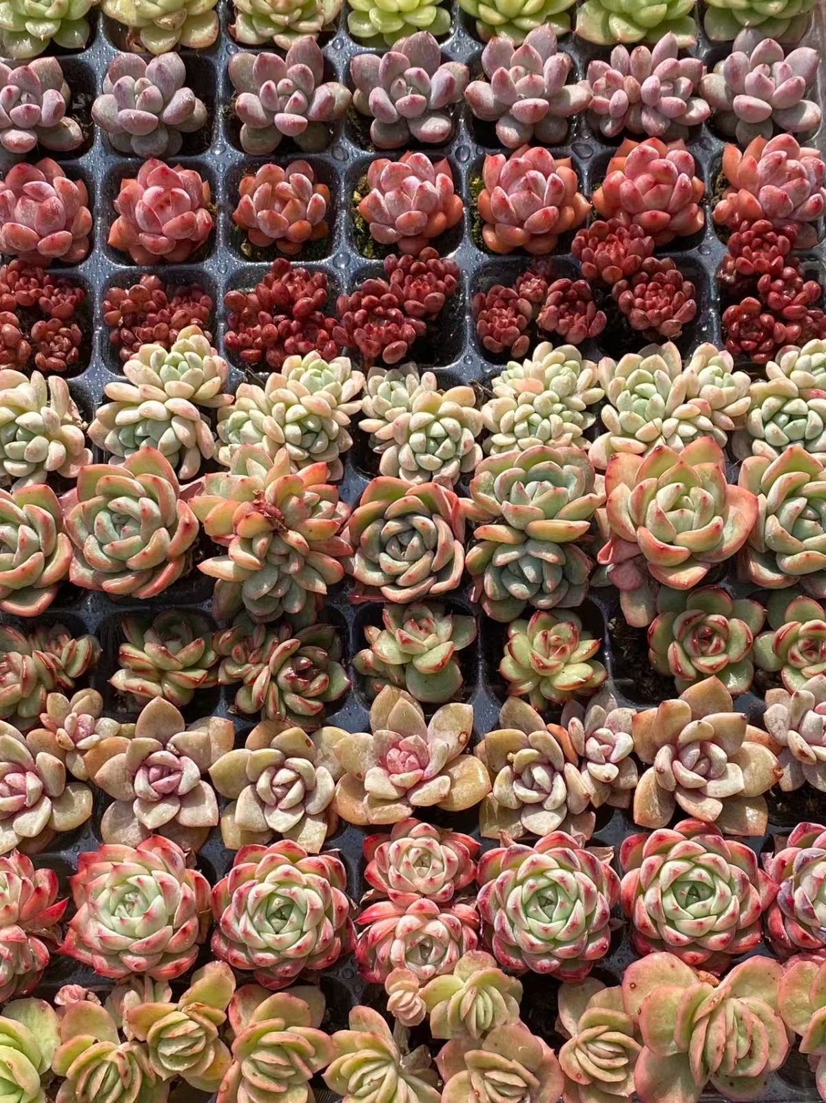 15種類の土と根付き105苗セット】多肉植物の大満足パック！佐川急便で