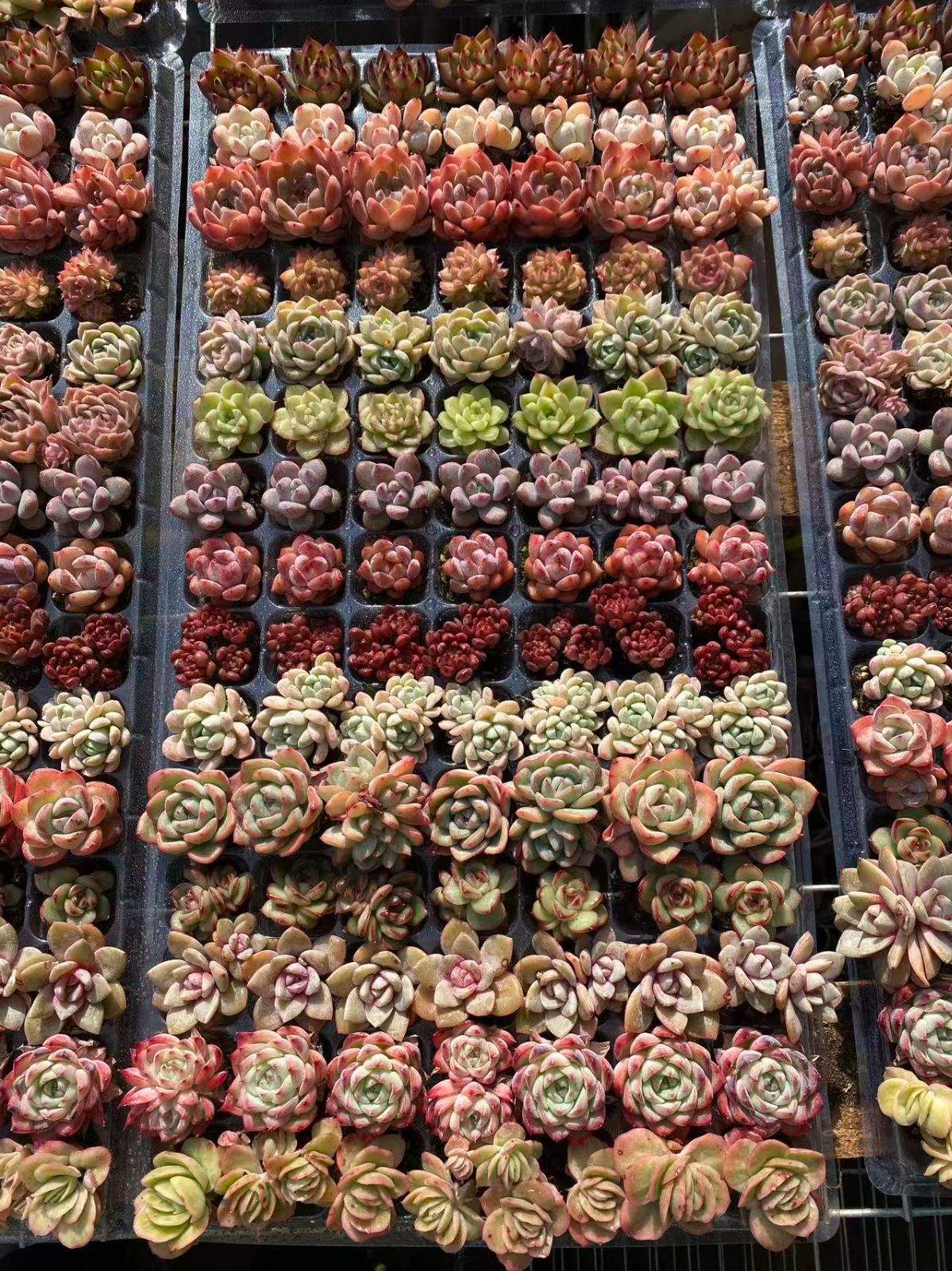 K*Z様 15種類セット K1483×105苗 土付き 詰め合わせ 多肉植物 エ K*Z様 15種類セット K1483×105苗 土付き 詰め合わせ 多肉植物