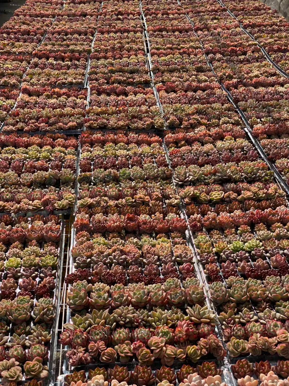 本日限定セール【15種類の土と根付き105苗セット】多肉植物の大満足