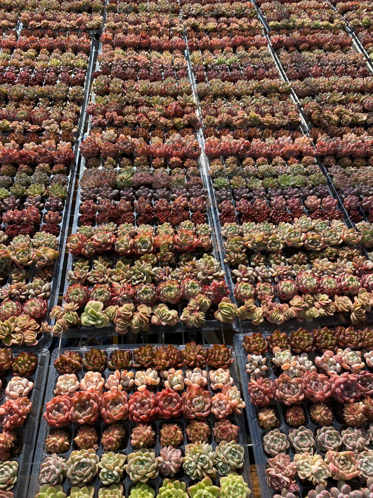 本日限定セール【15種類の土と根付き105苗セット】多肉植物の大満足