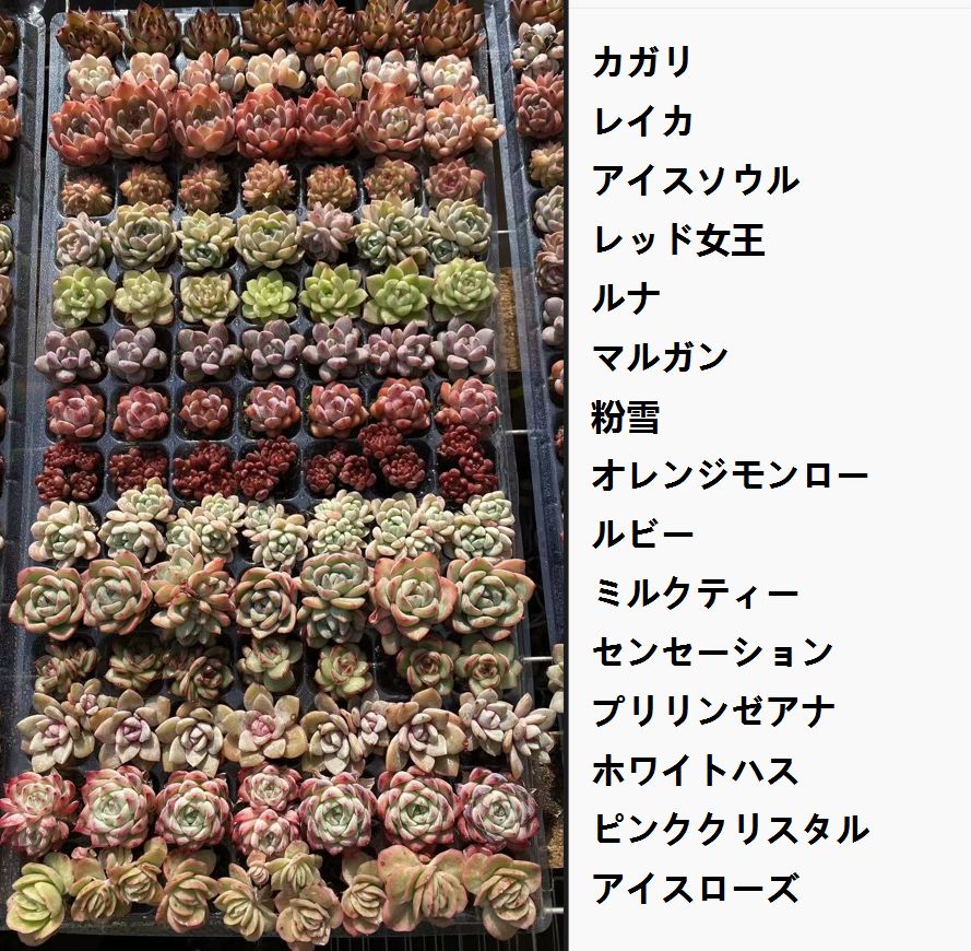 本日限定セール【15種類の土と根付き105苗セット】多肉植物の大満足