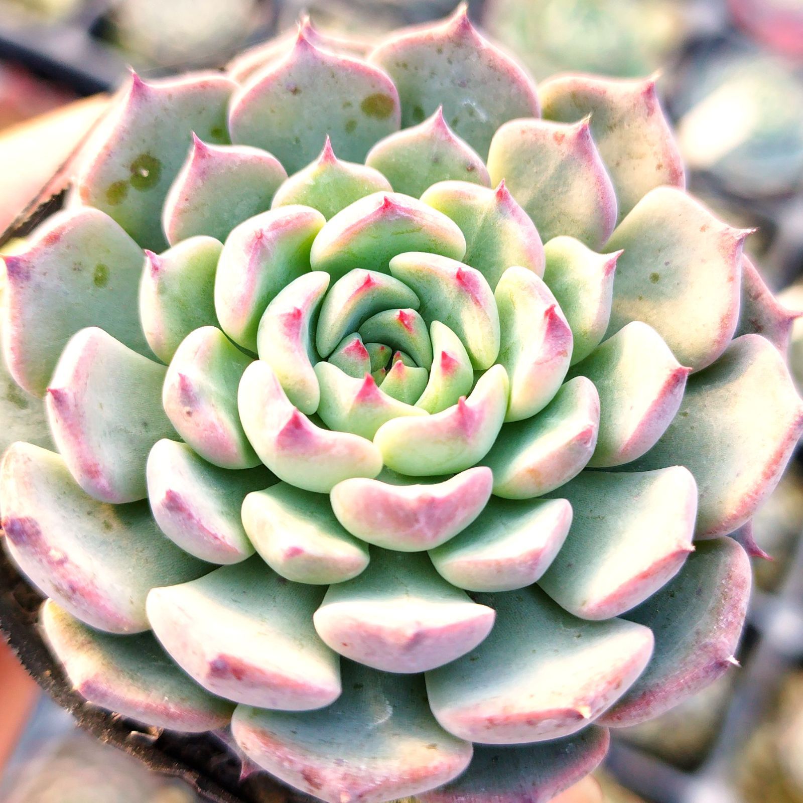 多肉植物 エケベリア セトーサミノール✕沙羅姫牡丹 実生 抜き苗