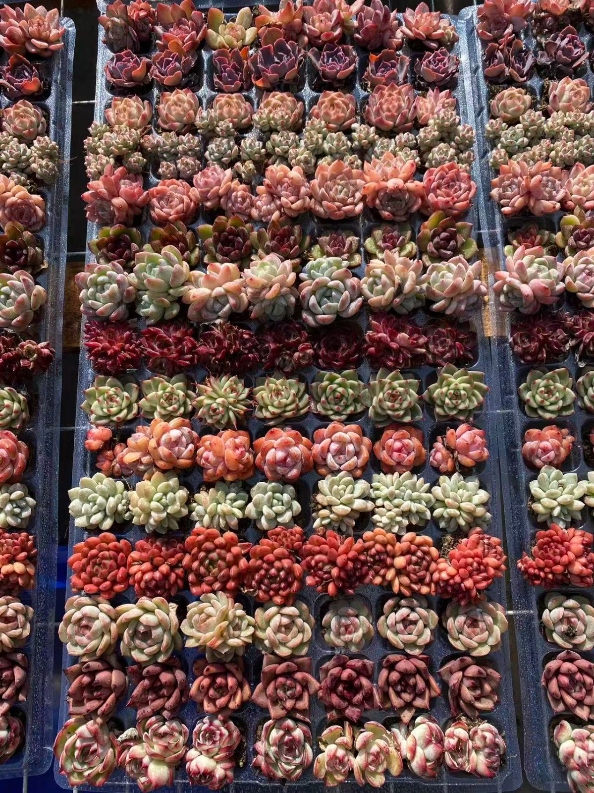 15種類の土と根付き105苗セット 多肉植物の大満足パック 佐川急便で発送 エケベリア 韓国苗 NT36