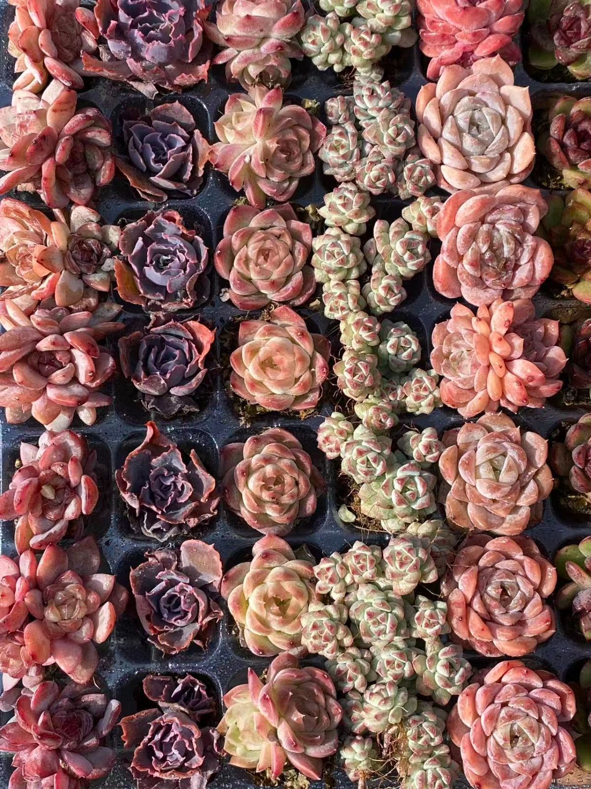 新春セール【15種類の土と根付き105苗セット】多肉植物の大満足パック