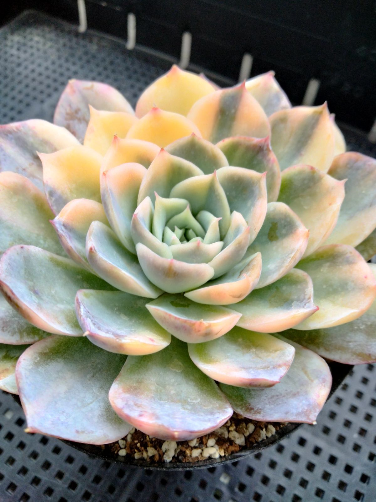 多肉植物セット - メルカリ