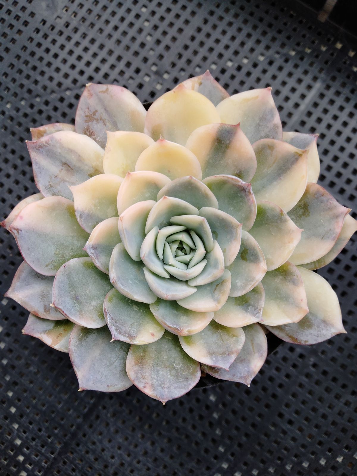 多肉植物セット - メルカリ