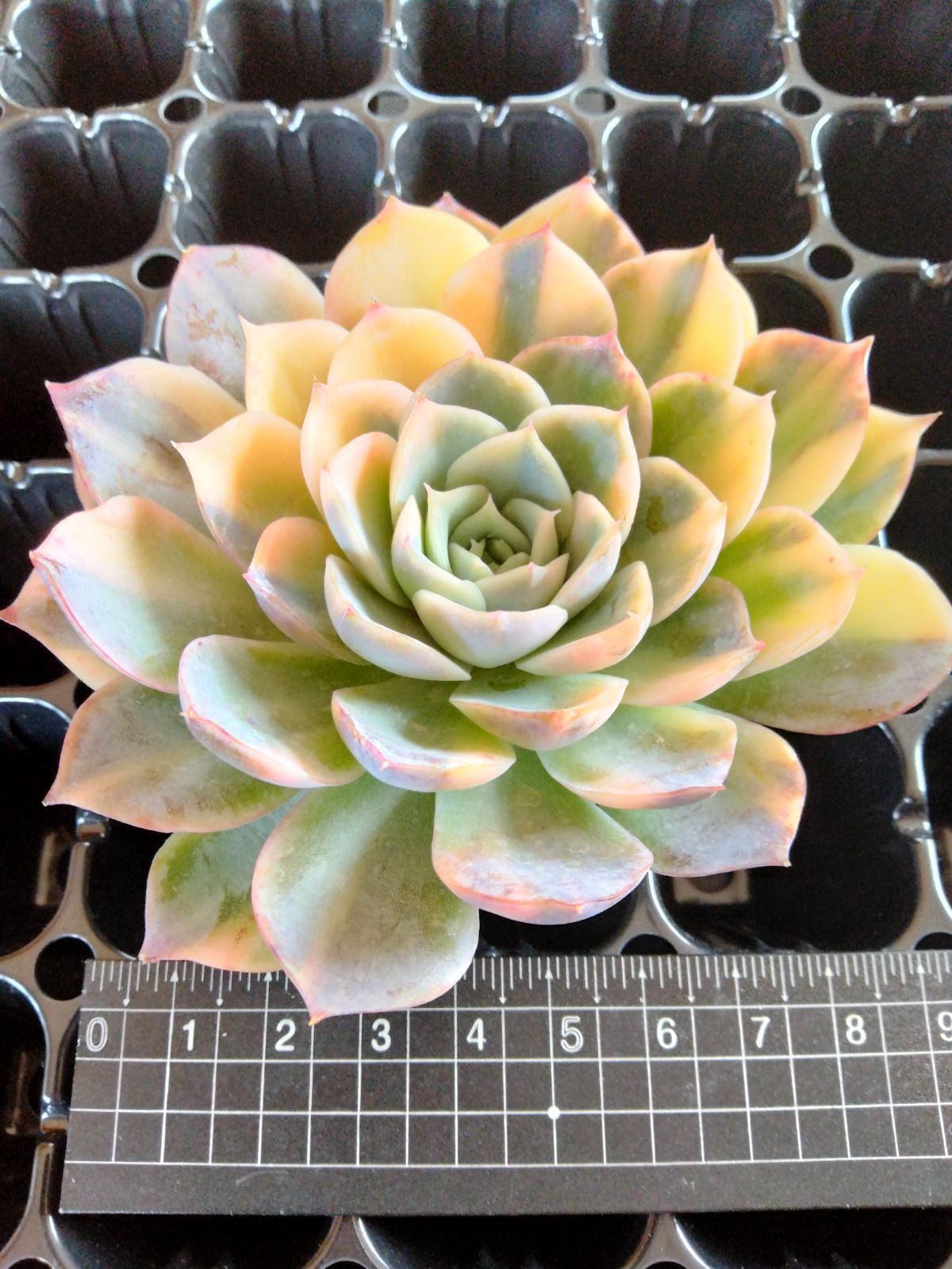 多肉植物　6点　まとめ出品 多肉植物セット - メルカリ