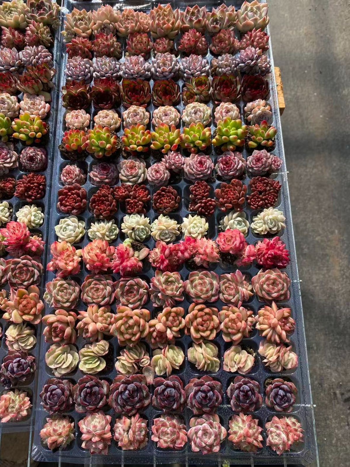 15種類の土と根付き105苗セット 多肉植物の大満足パック 佐川急便で発送 エケベリア 韓国苗 NT37