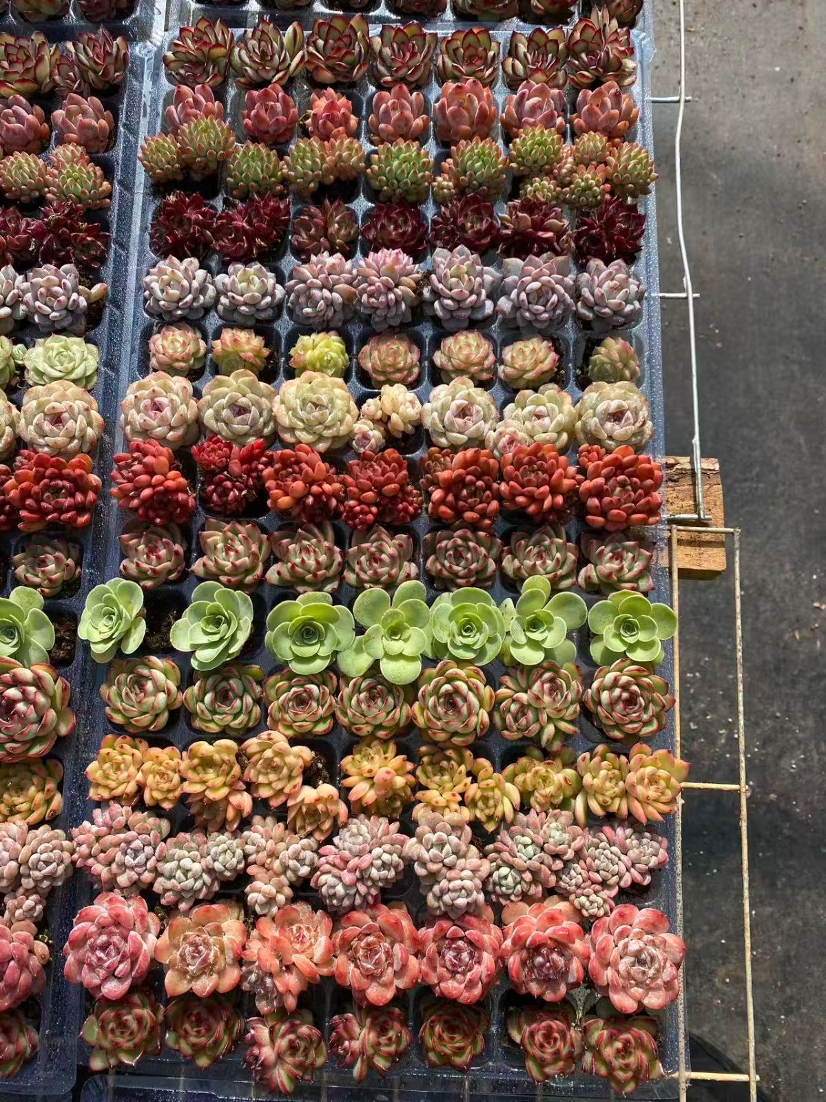 新春セール【15種類の土と根付き105苗セット】多肉植物の大満足パック