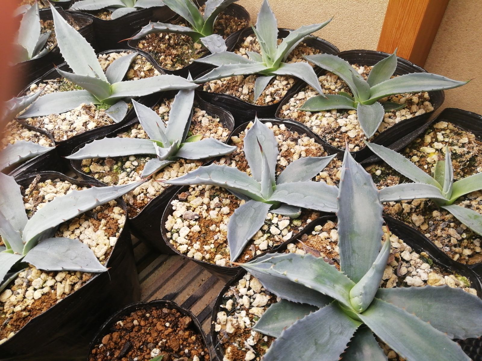 アガベモンタナ抜き苗（中）1株プランツタグ付き - メルカリ