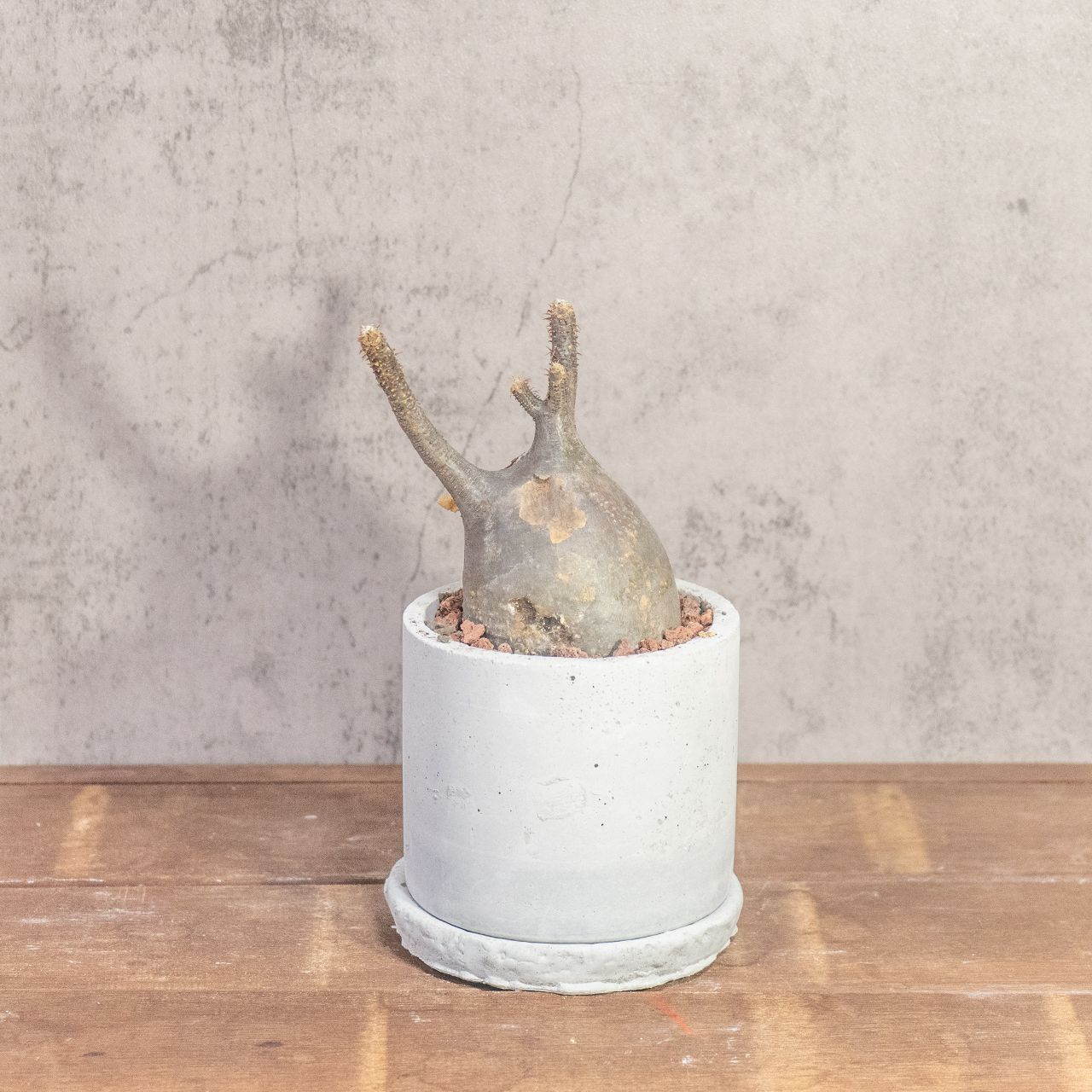 グラキリス 26 cm胴回り ｜現地株らしい荒肌と生命感あふれる枝ぶり 発根済 モルタル鉢仕立て