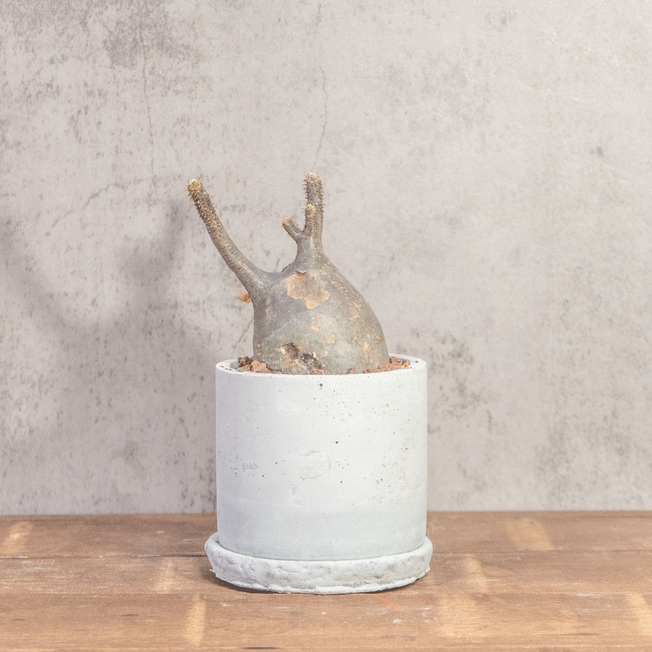 送料無料／グラキリス（26cm胴回り）｜現地株らしい荒肌と生命感