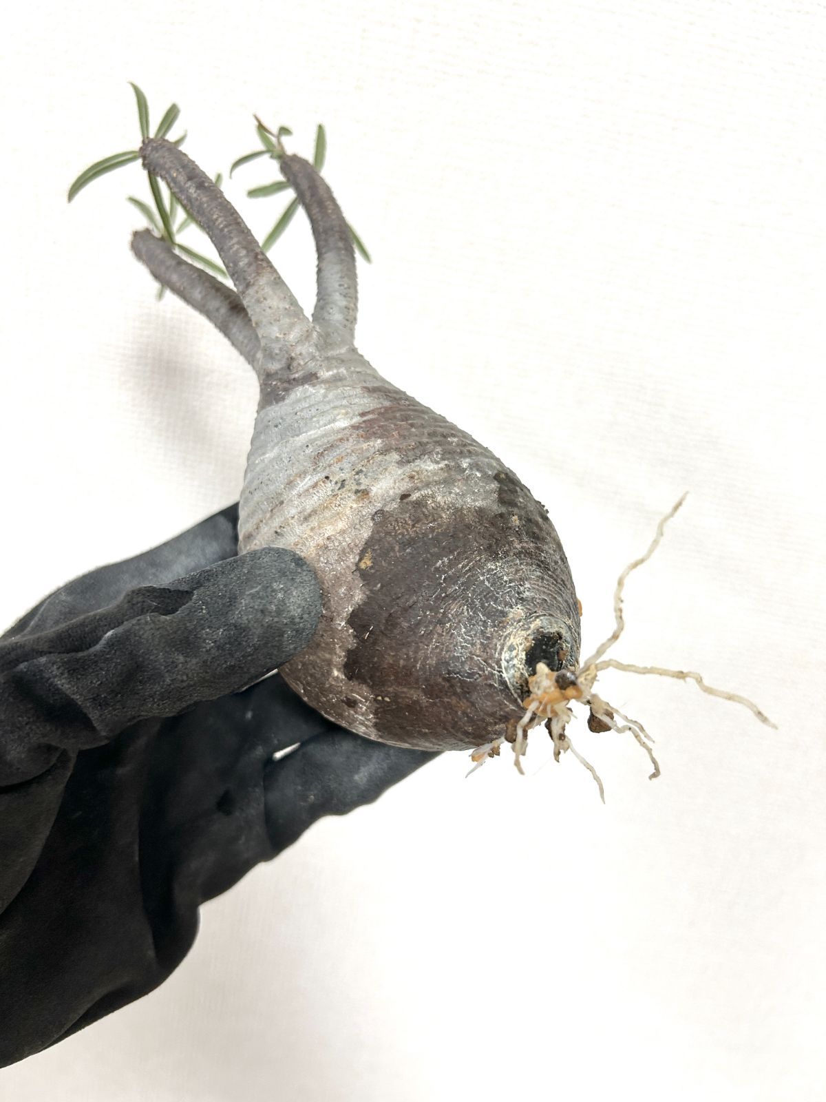 グラキリス 胴回り23 cm |すらりと伸びた枝が美しい上品フォルムの塊根植物 発根済 モルタル鉢仕立て