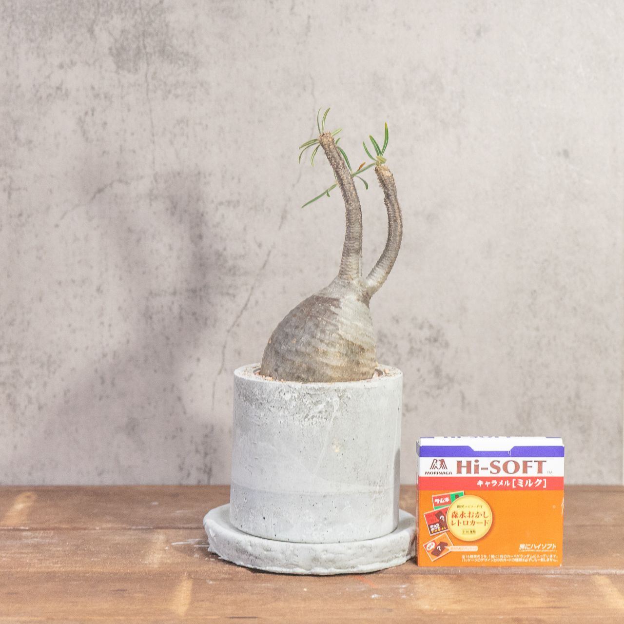 グラキリス 胴回り23 cm ｜すらりと伸びた枝が美しい上品フォルムの塊根植物 発根済 モルタル鉢仕立て