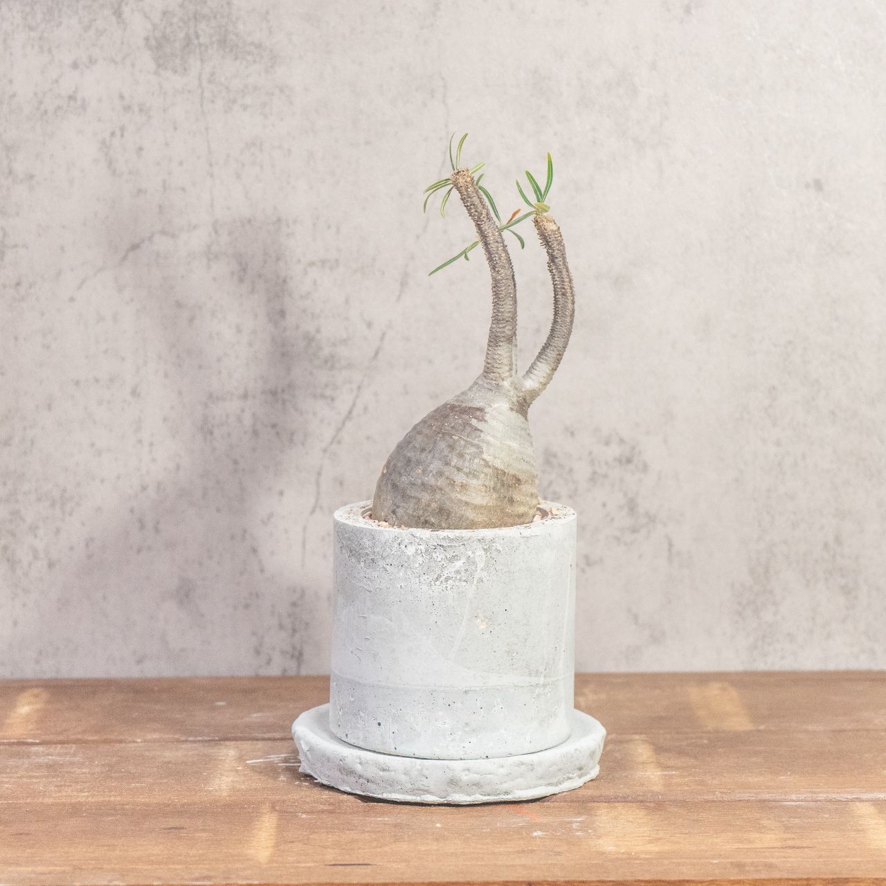 送料無料／グラキリス（胴回り23cm）｜すらりと伸びた枝が美しい上品