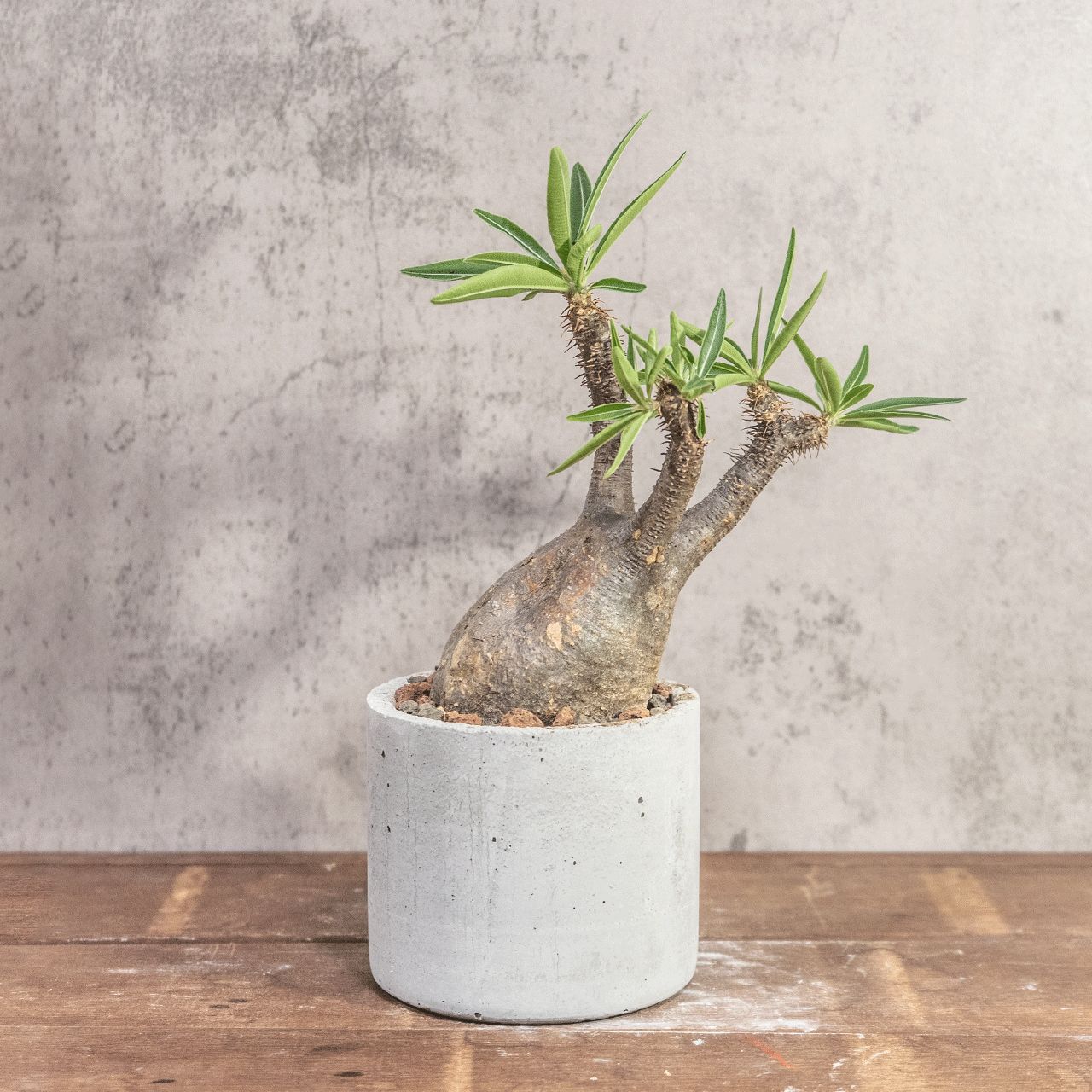 送料無料／パキポディウム・グラキリス｜ゴツゴツ質感が魅力の荒肌株