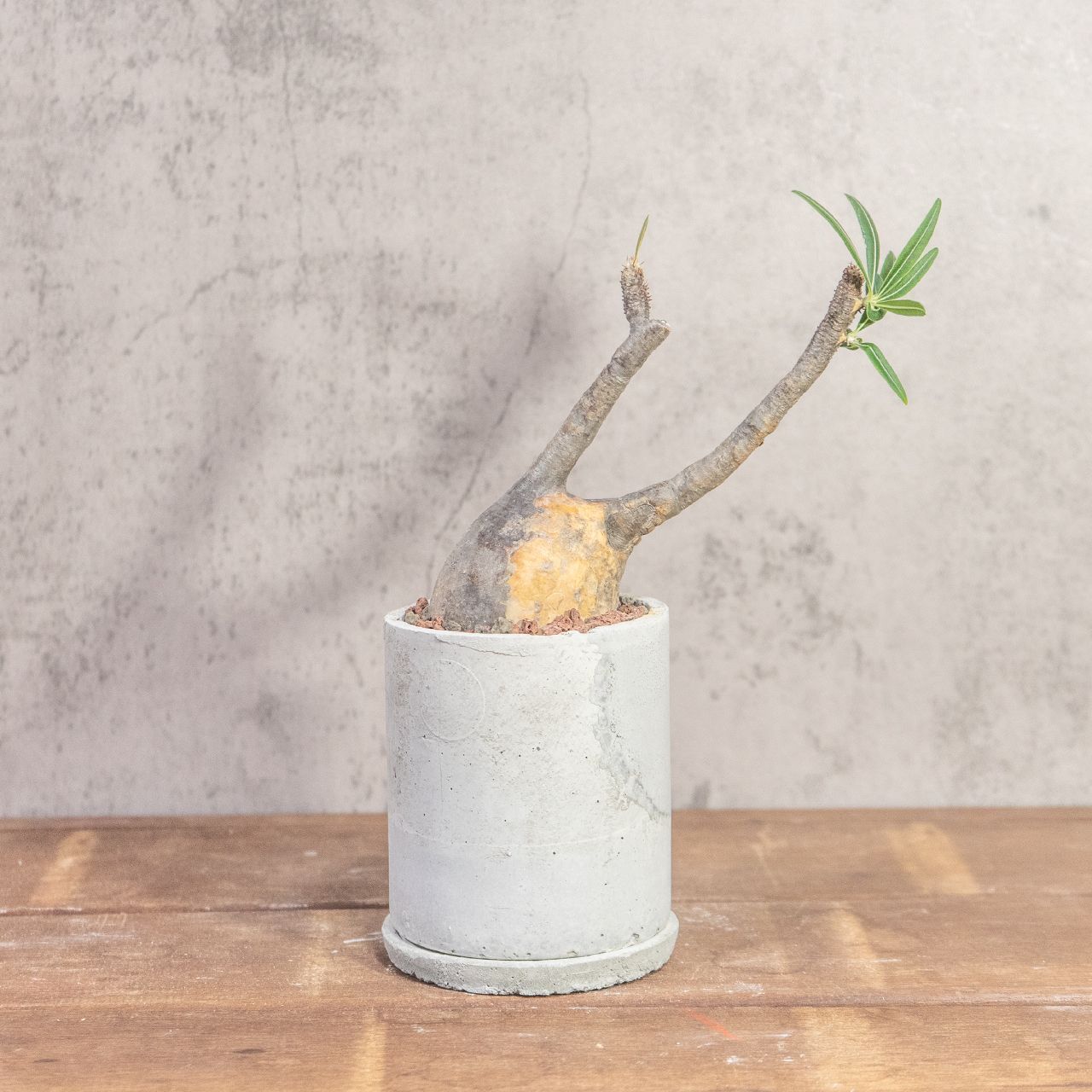 パキポディウム グラキリス 胴回り20㎝ 丸みのあるフォルムが愛らしい小ぶりな現地株 発根済 モルタル鉢