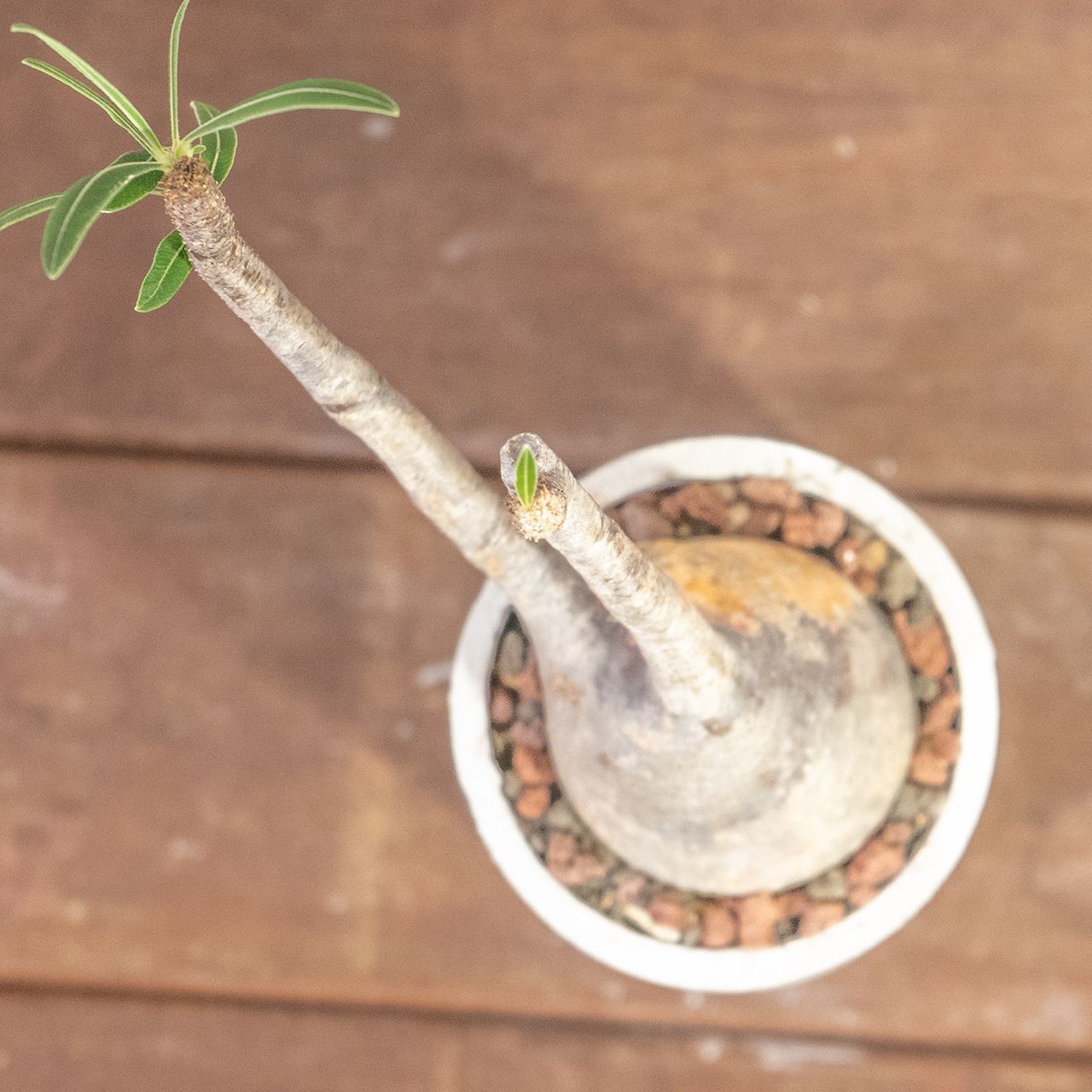 グラキリス 胴回り20㎝