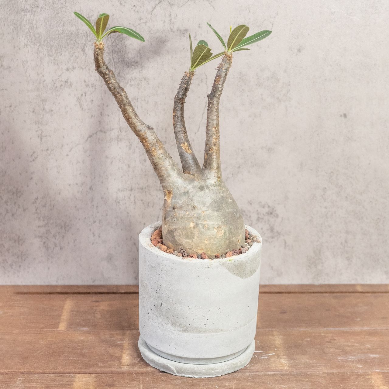 パキポディウム グラキリス 胴回り約30㎝ ｜中大株ならではの圧倒的ボリュームと造形美 現地株 発根済 手作りモルタル鉢