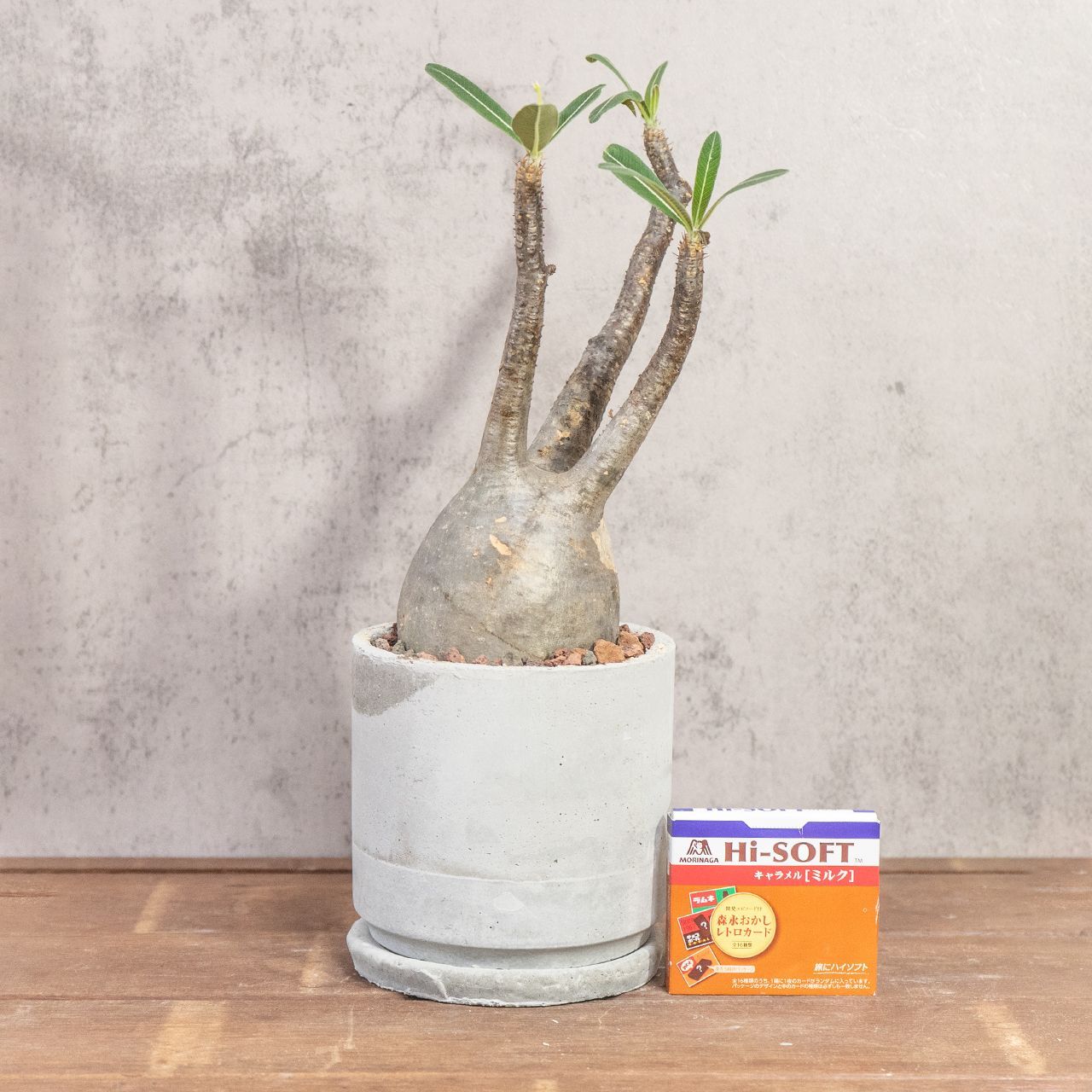 パキポディウム グラキリス 胴回り約30㎝ ｜中大株ならではの圧倒的ボリュームと造形美 現地株 発根済 手作りモルタル鉢