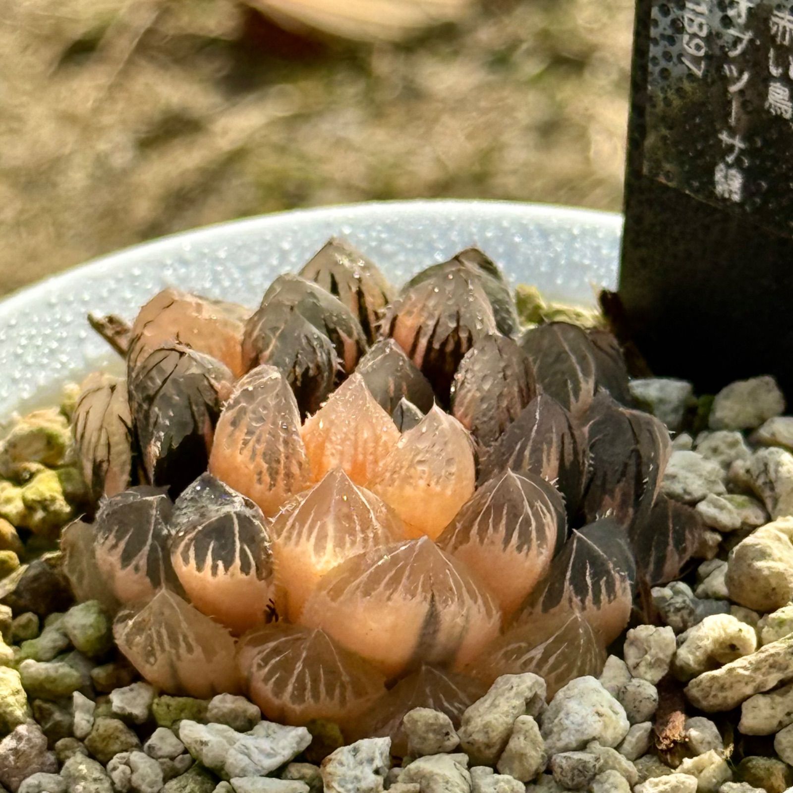 得々セット 赤い鳥オブツーサ錦H 1897 ブルーレイオブツーサ