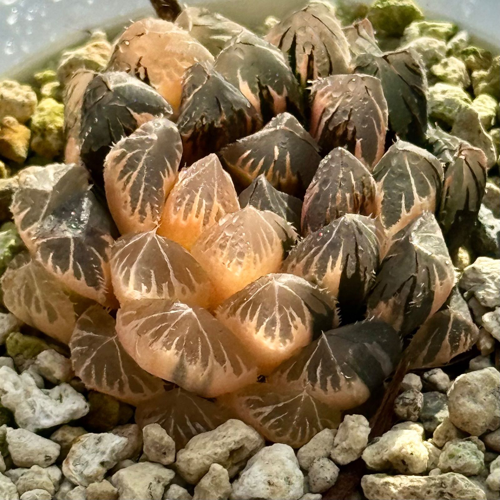 得々セット 赤い鳥オブツーサ錦H 1897 ブルーレイオブツーサ