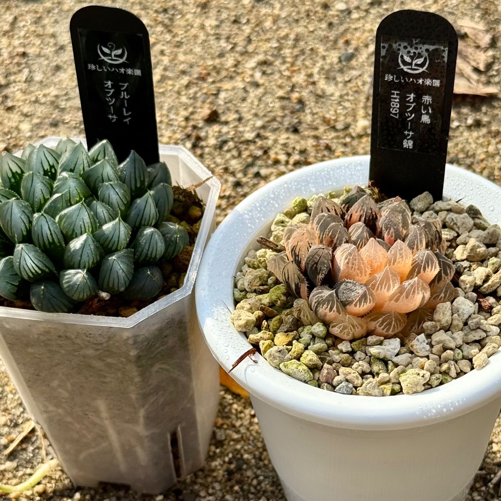 得々セット 赤い鳥オブツーサ錦H 1897 ブルーレイオブツーサ