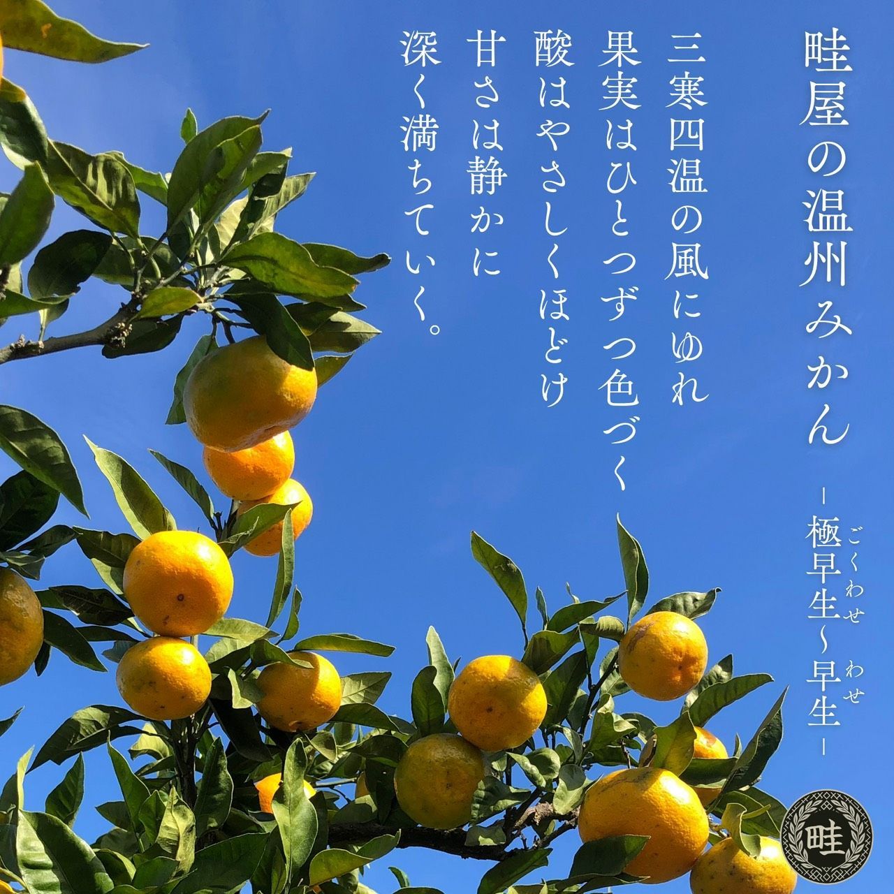 神コスパ】【甘くて鮮度抜群】【畦屋のみかん】【20キロ】鹿児島県出水産