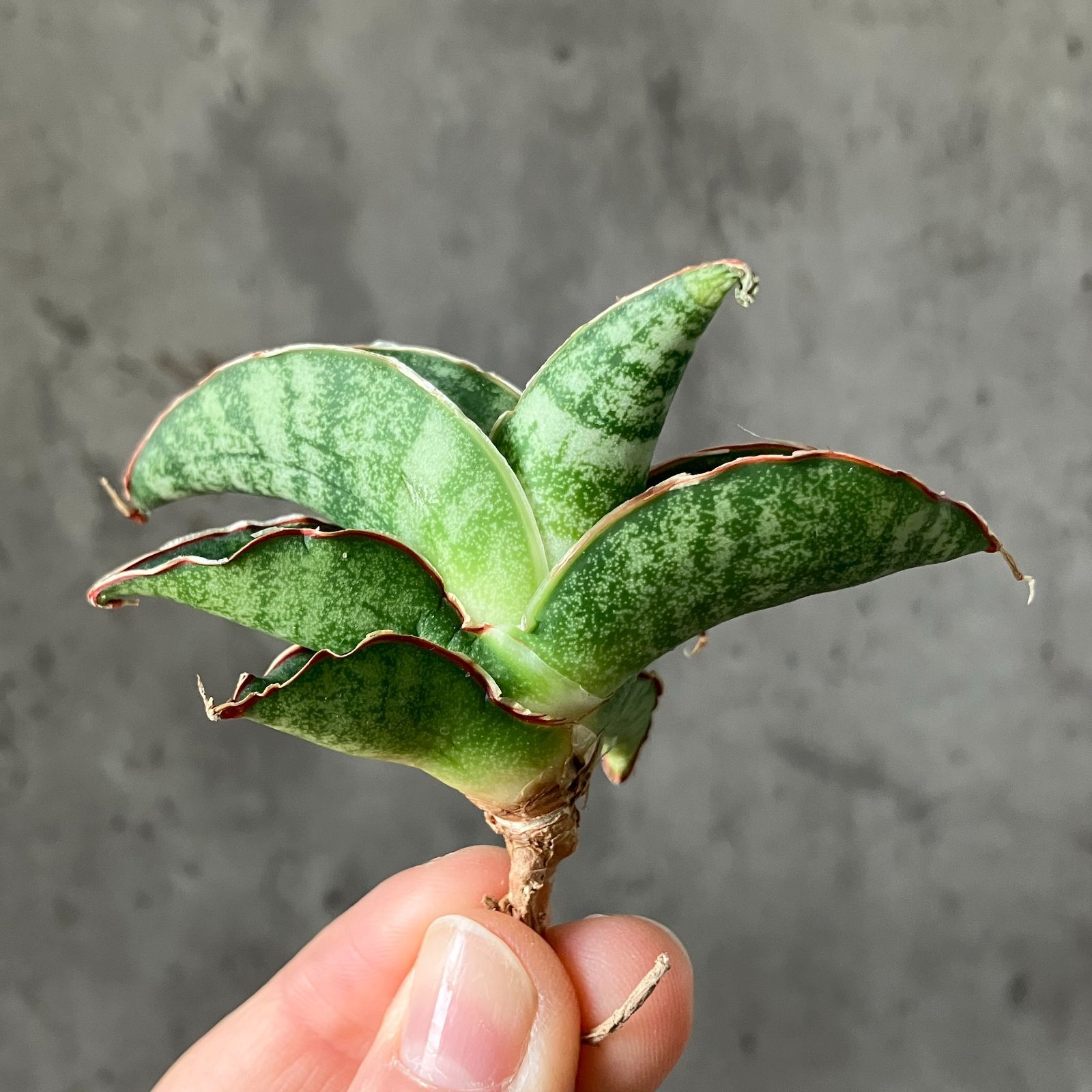 S10523極上SS級特選美株！サンスベリア New Hybrid レディーガガ