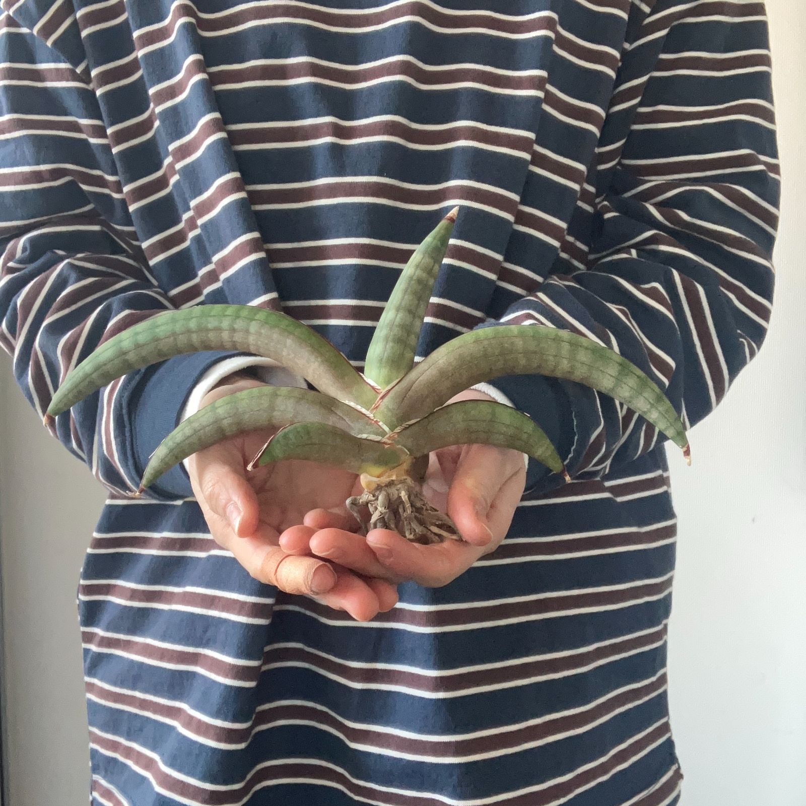 S10569【極上SS級 幻のサンスベリア！！】サンスベリア プフィステリ