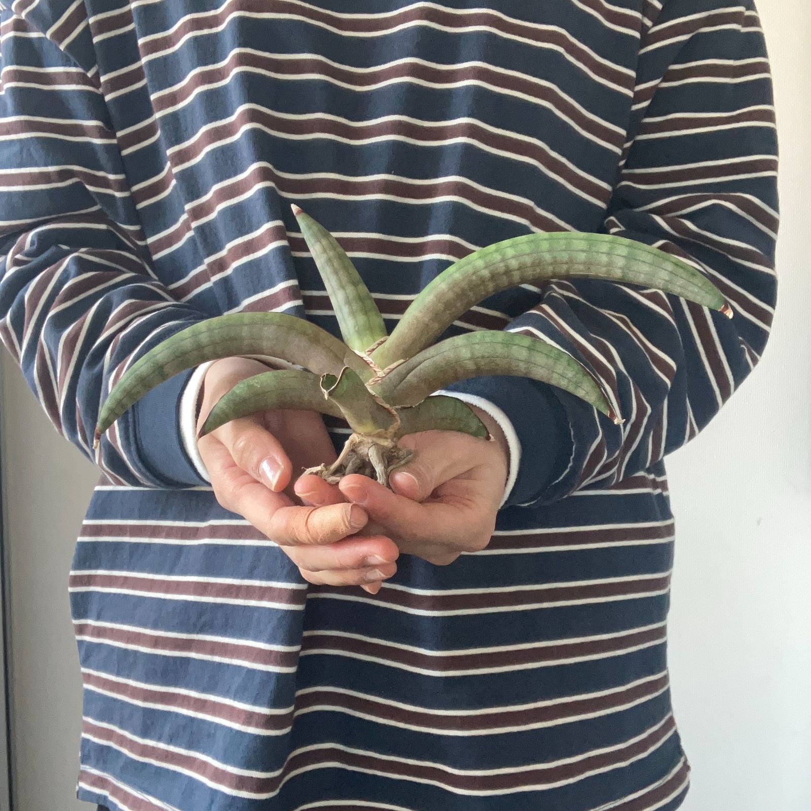 S10569【極上SS級 幻のサンスベリア！！】サンスベリア プフィステリ