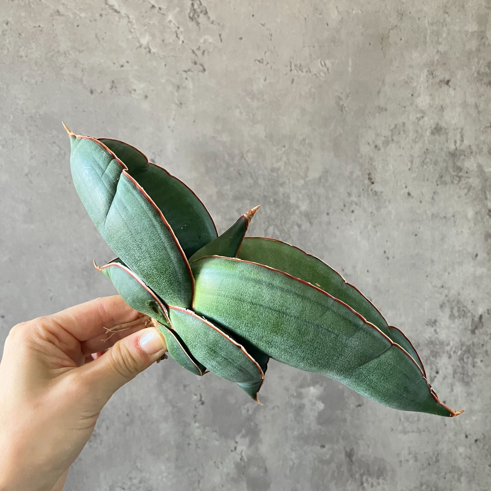 サンセベリア バナナ 超特大 希少 送料無料サンセベリア バナナ 超特大