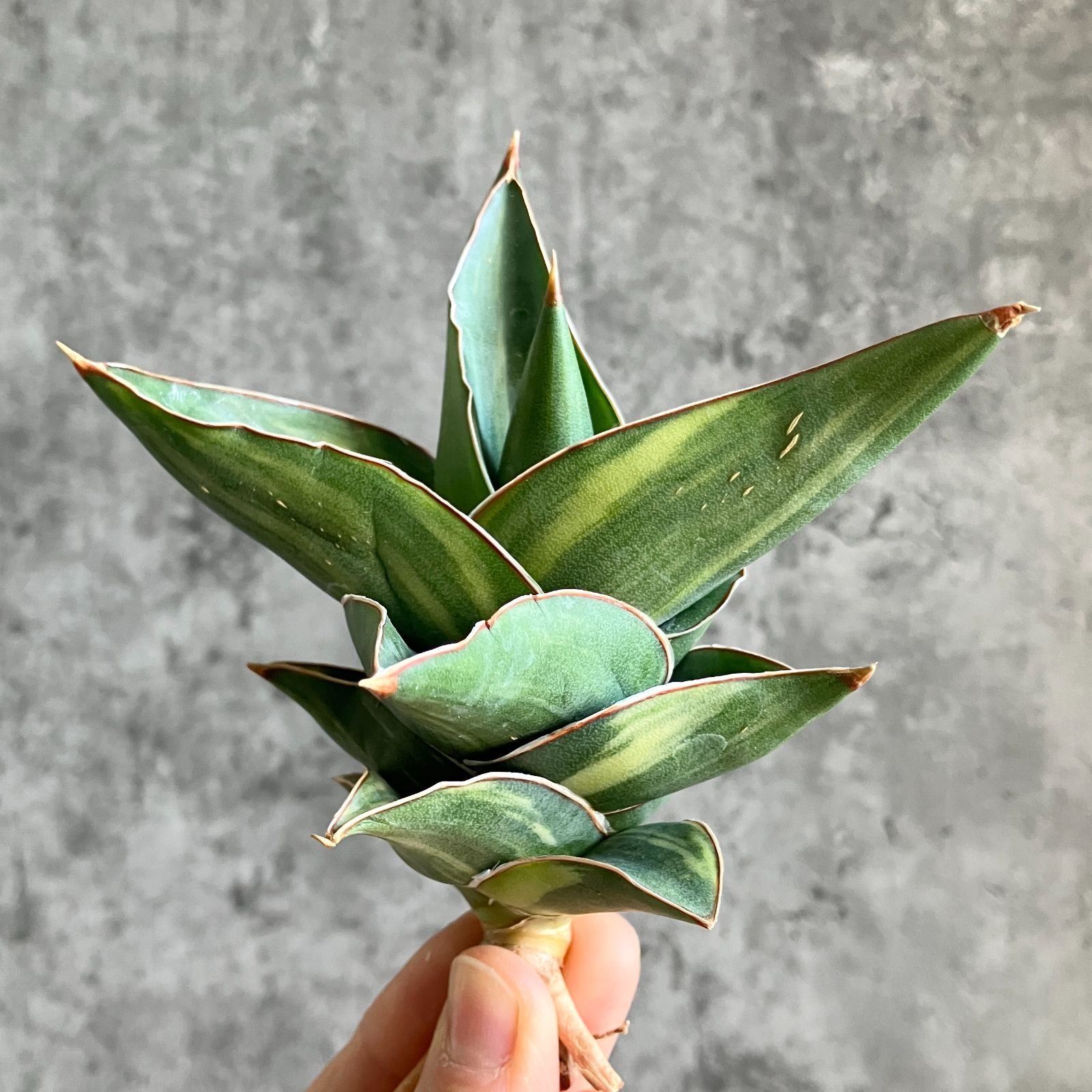 S10580☆超希少ハイブリッド！☆ サンスベリア ピングイキュラ x