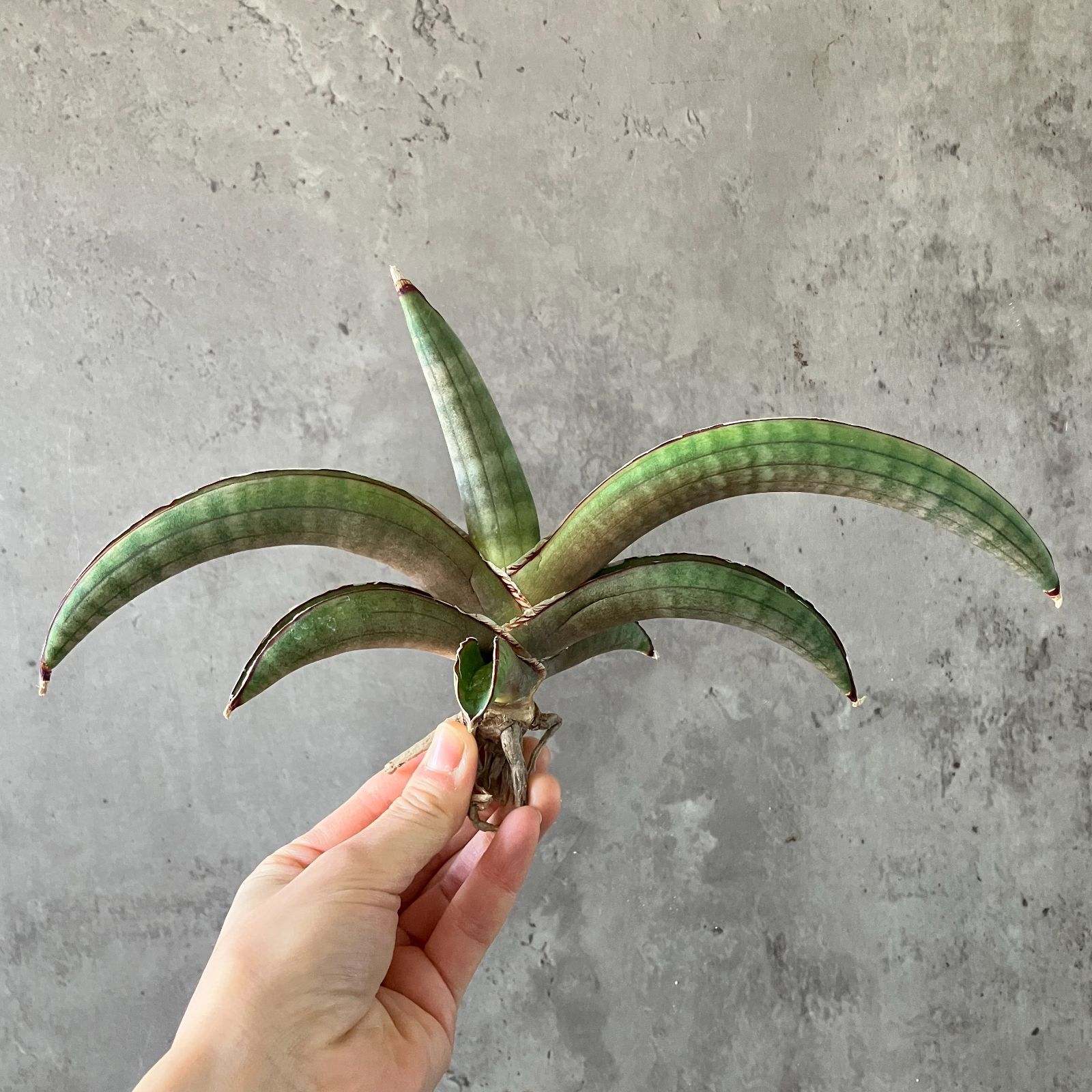 S10569【極上SS級 幻のサンスベリア！！】サンスベリア プフィステリ