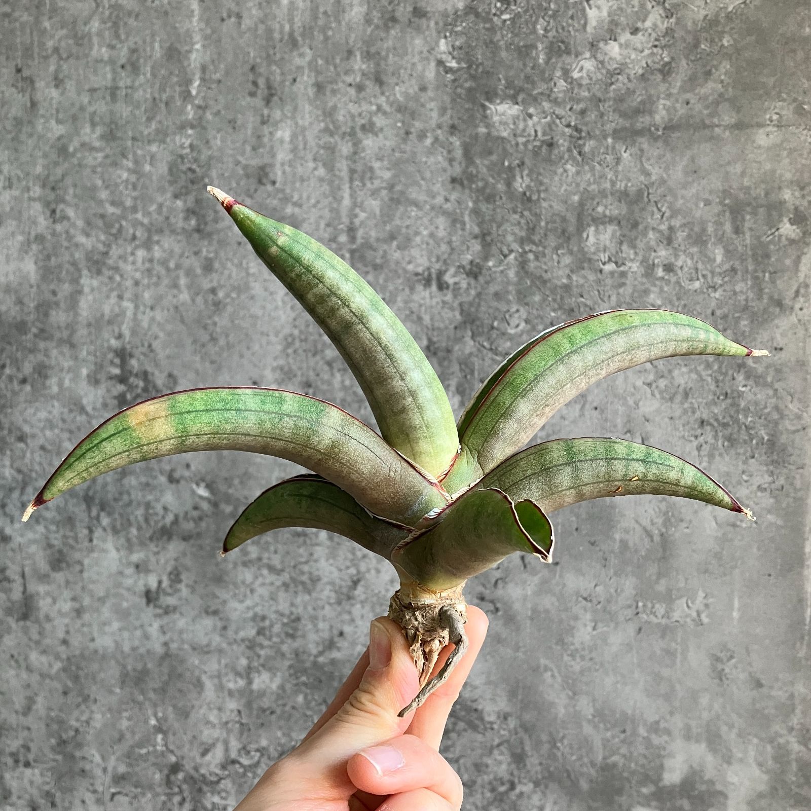 S10592【極上SS級 幻のサンスベリア！！】サンスベリア プフィステリ