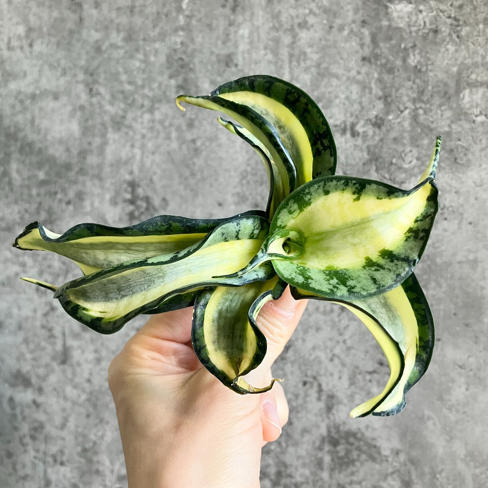 S10604極上S級美株！特大！サンスベリア ゴールデン ウェンディー