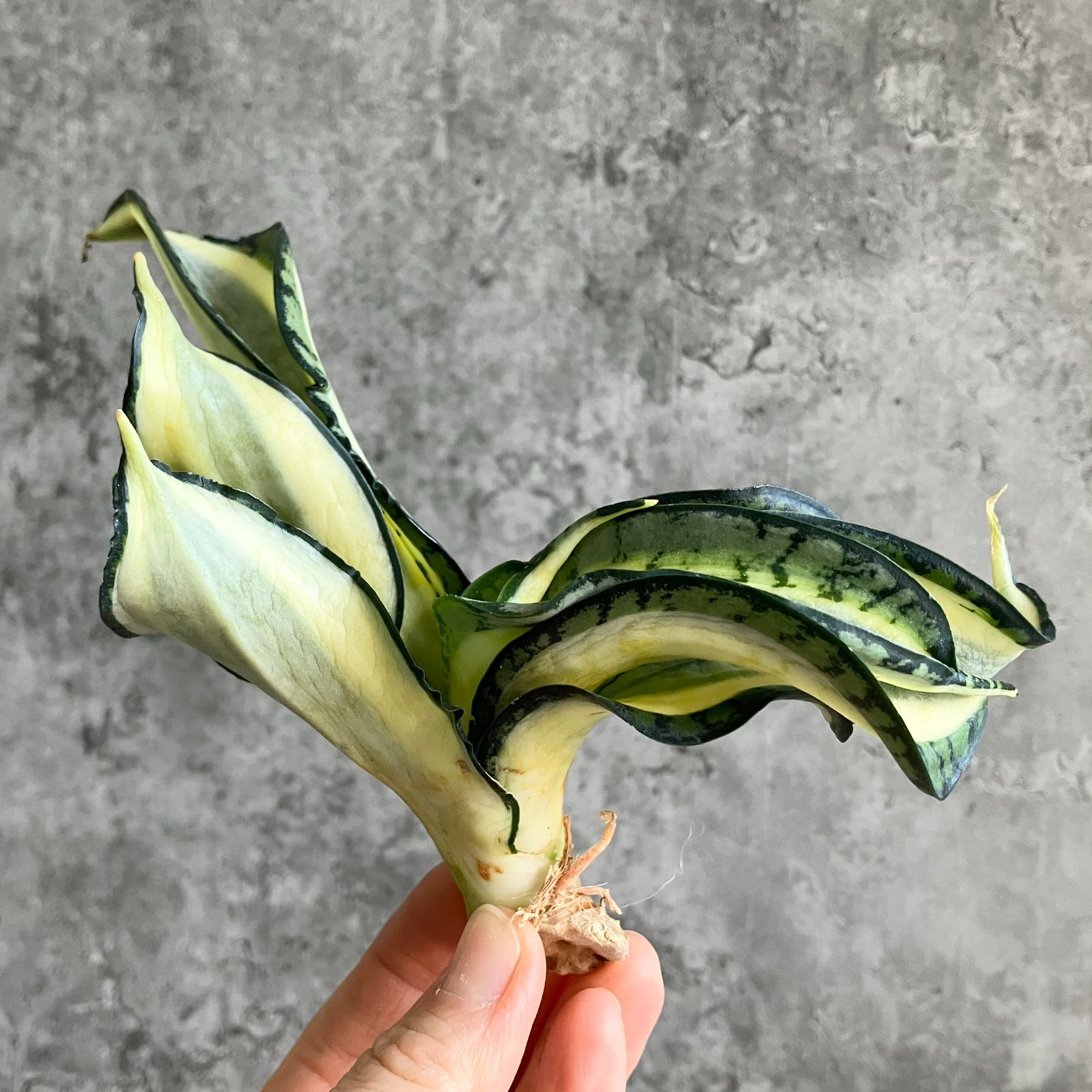 S10605極上S級美株！特大！サンスベリア ゴールデン ウェンディー