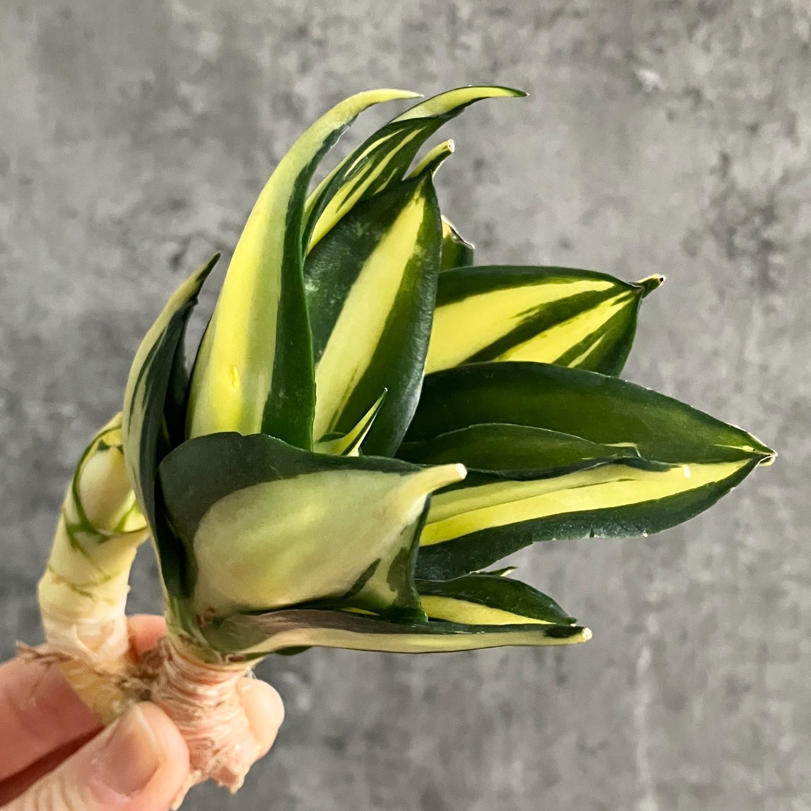 S10674【極上S級 斑入り大株！！】サンスベリア サイアムタワー 斑入り