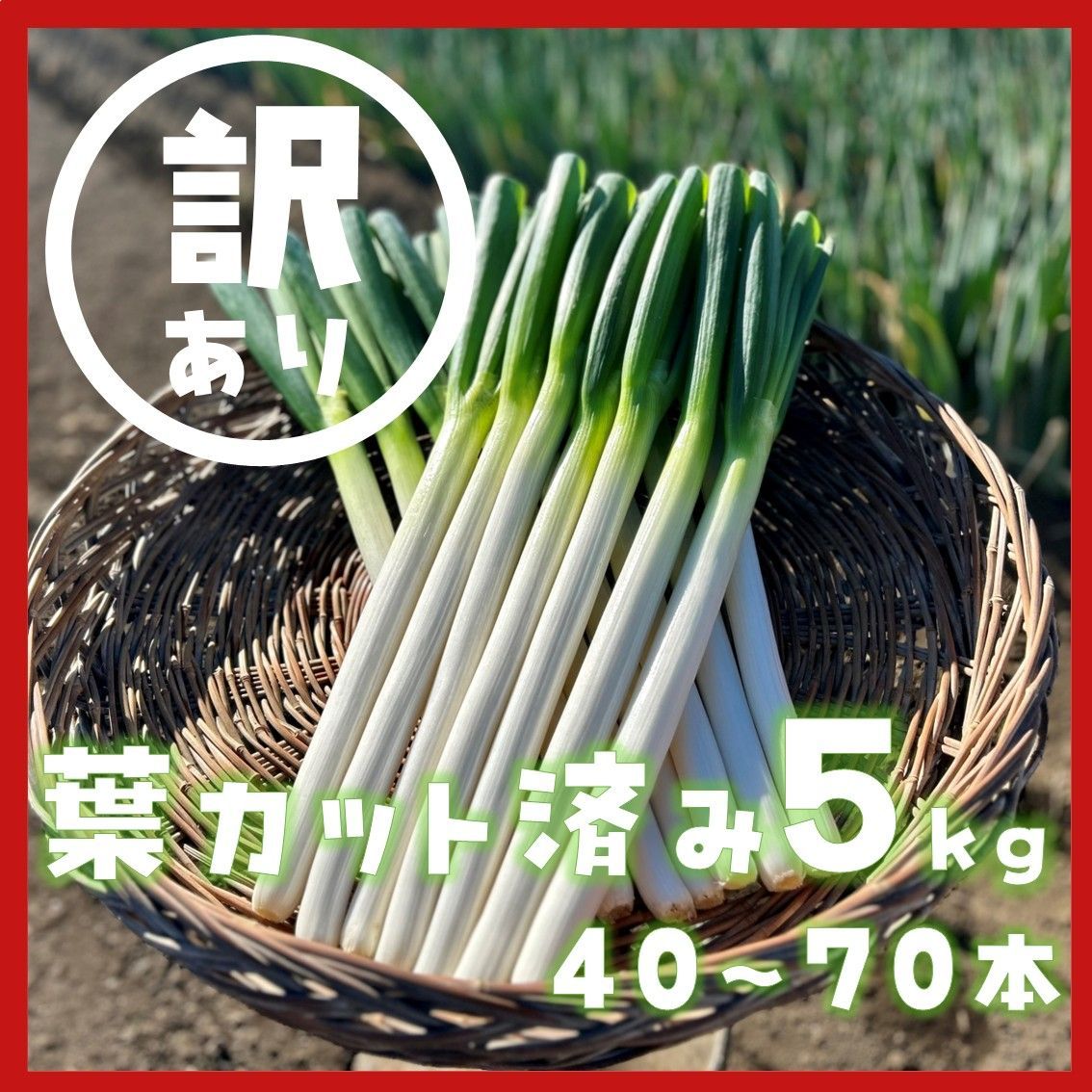 訳あり】茨城県産 長ネギ 5kg 葉カット済 - メルカリ