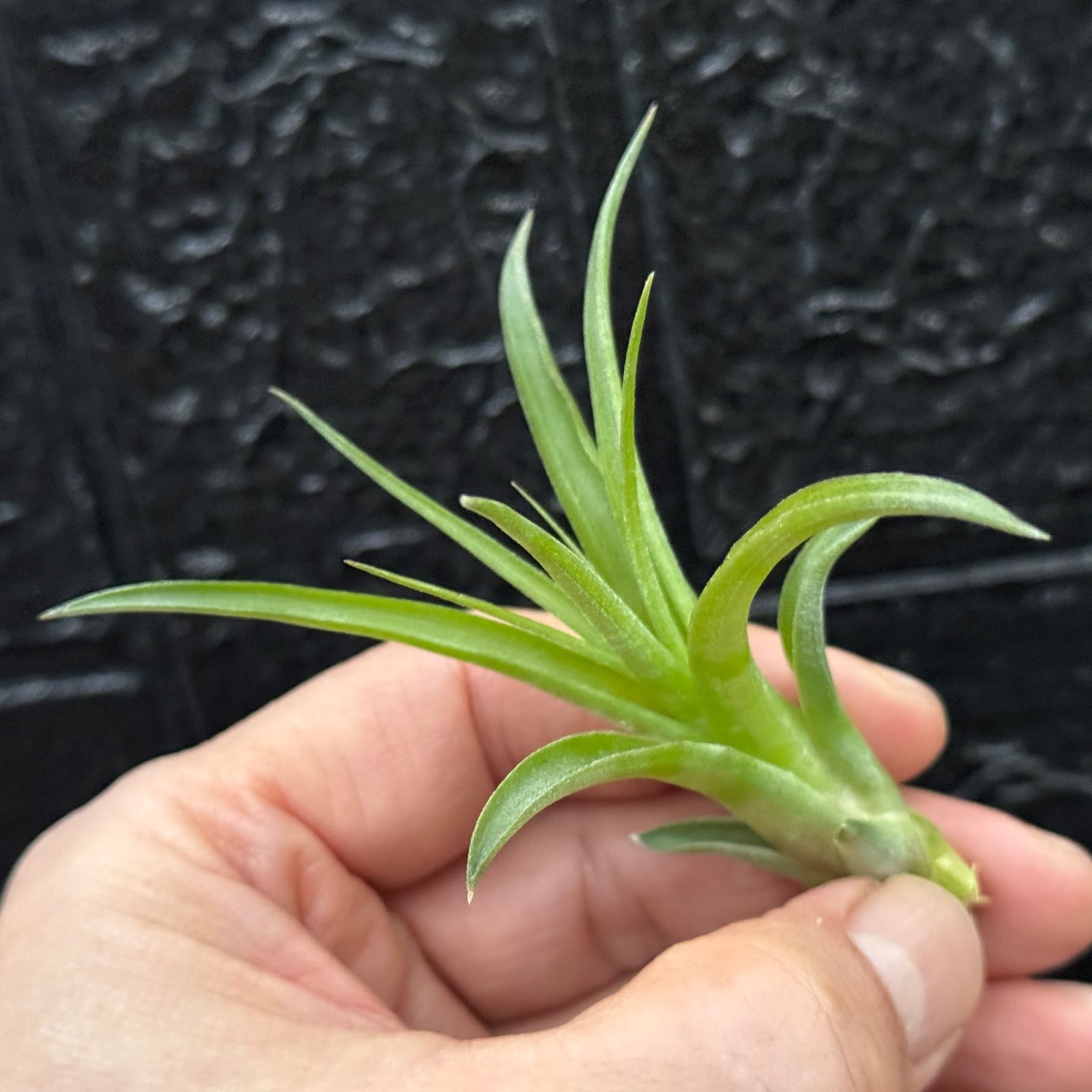 現品＊ チランジア ストレプトフィラ×キセログラフィカ Tillandsia