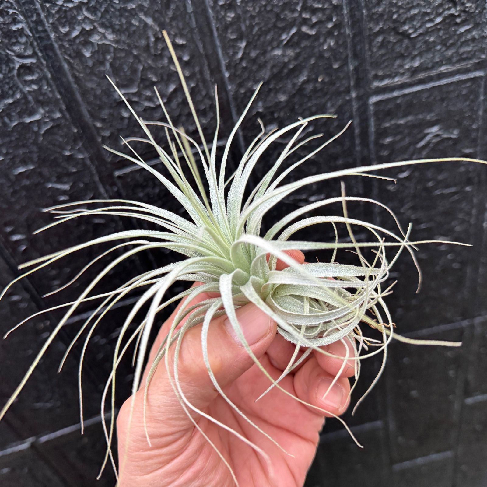 現品＊ チランジア チャペウエンシス Tillandsia chapeuensis＊エア