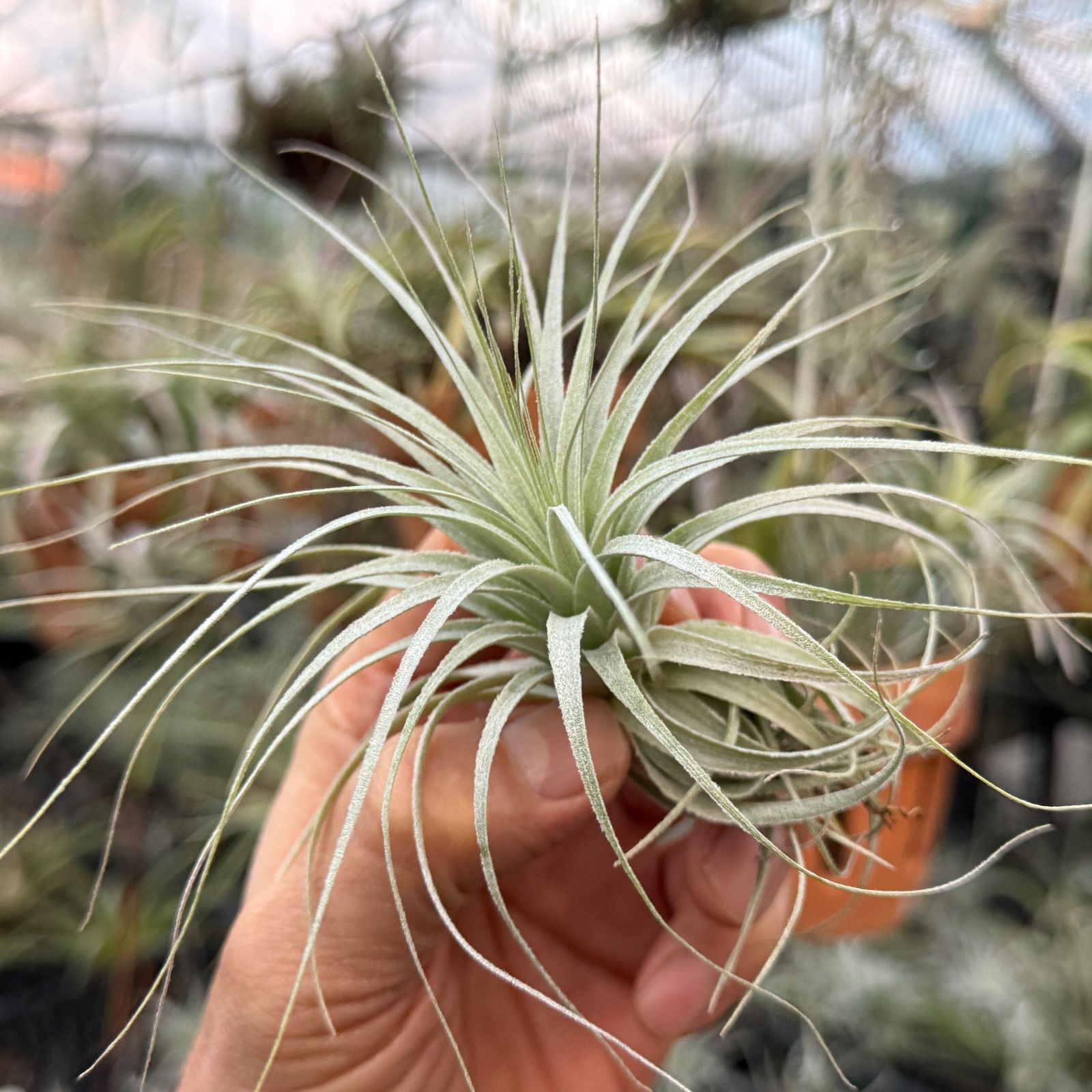 現品 チランジア チャペウエンシス Tillandsia chapeuensis エアプランツ フラワーショップ江口
