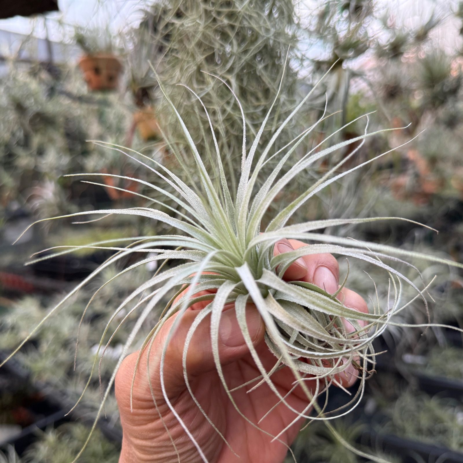 現品＊ チランジア チャペウエンシス Tillandsia chapeuensis＊エア