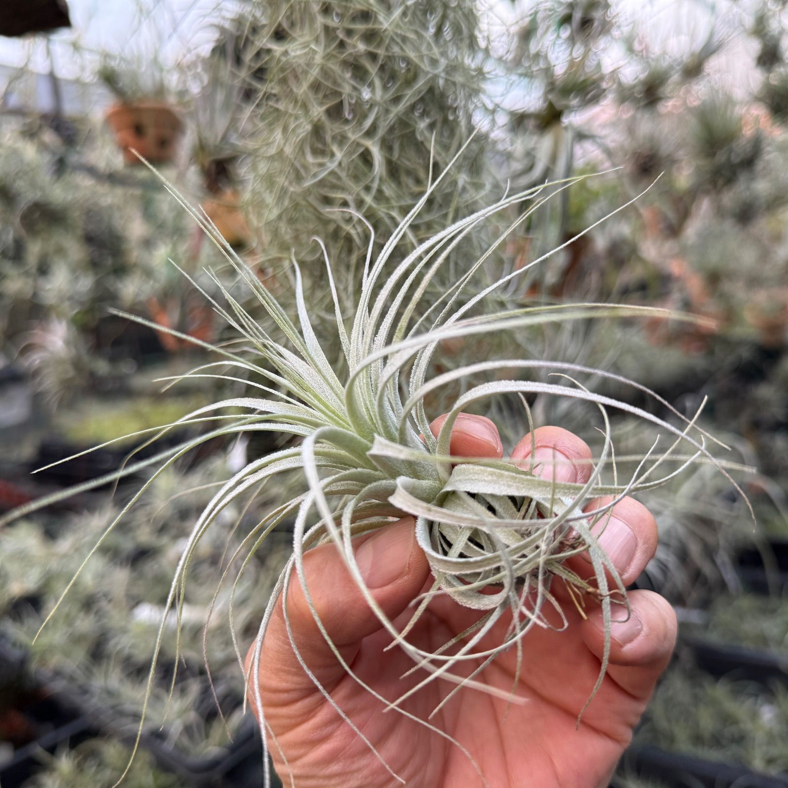 チランジア チャペウエンシス エアプランツ 現品＊ チランジア チャペウエンシス Tillandsia chapeuensis＊エア