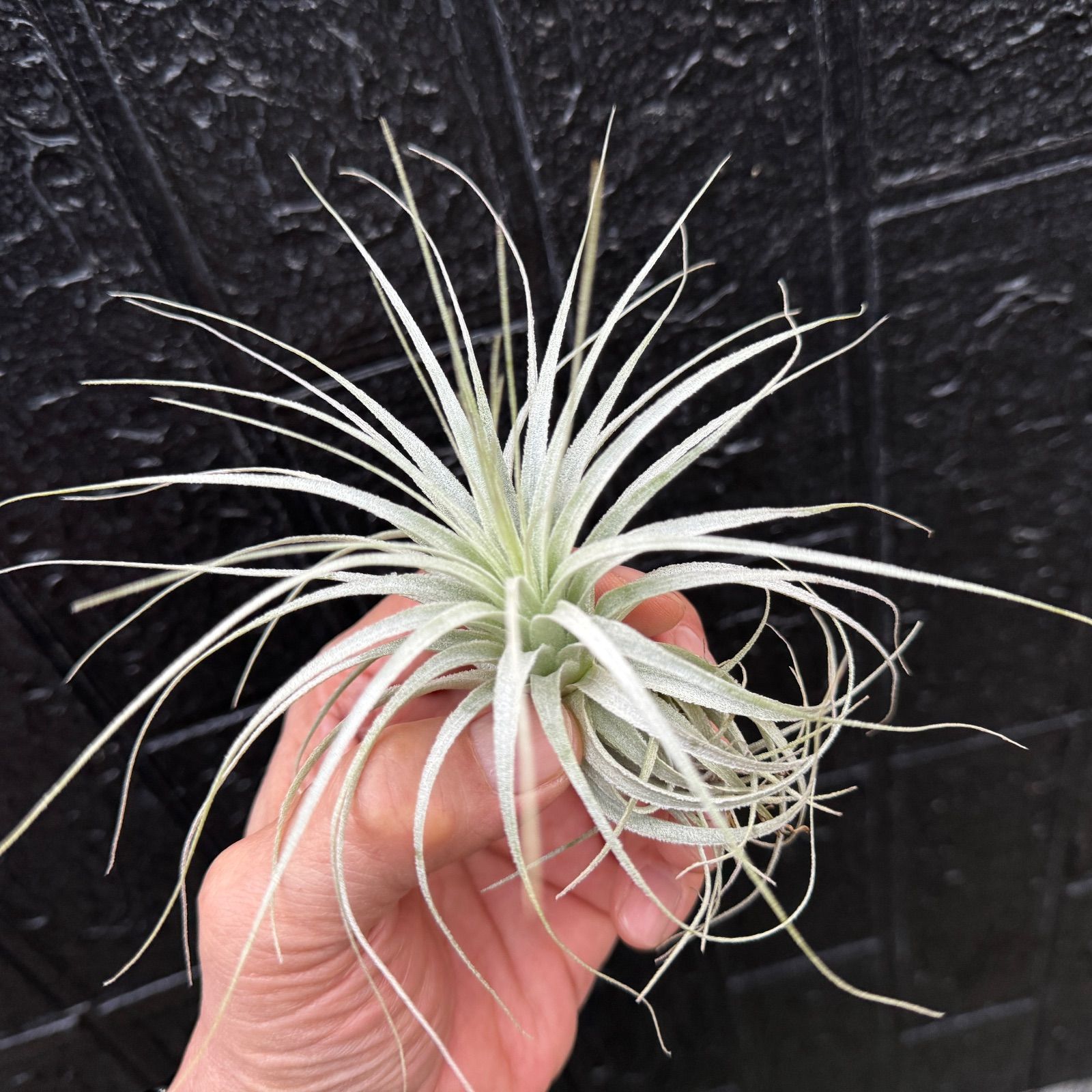 現品＊ チランジア チャペウエンシス Tillandsia chapeuensis＊エア